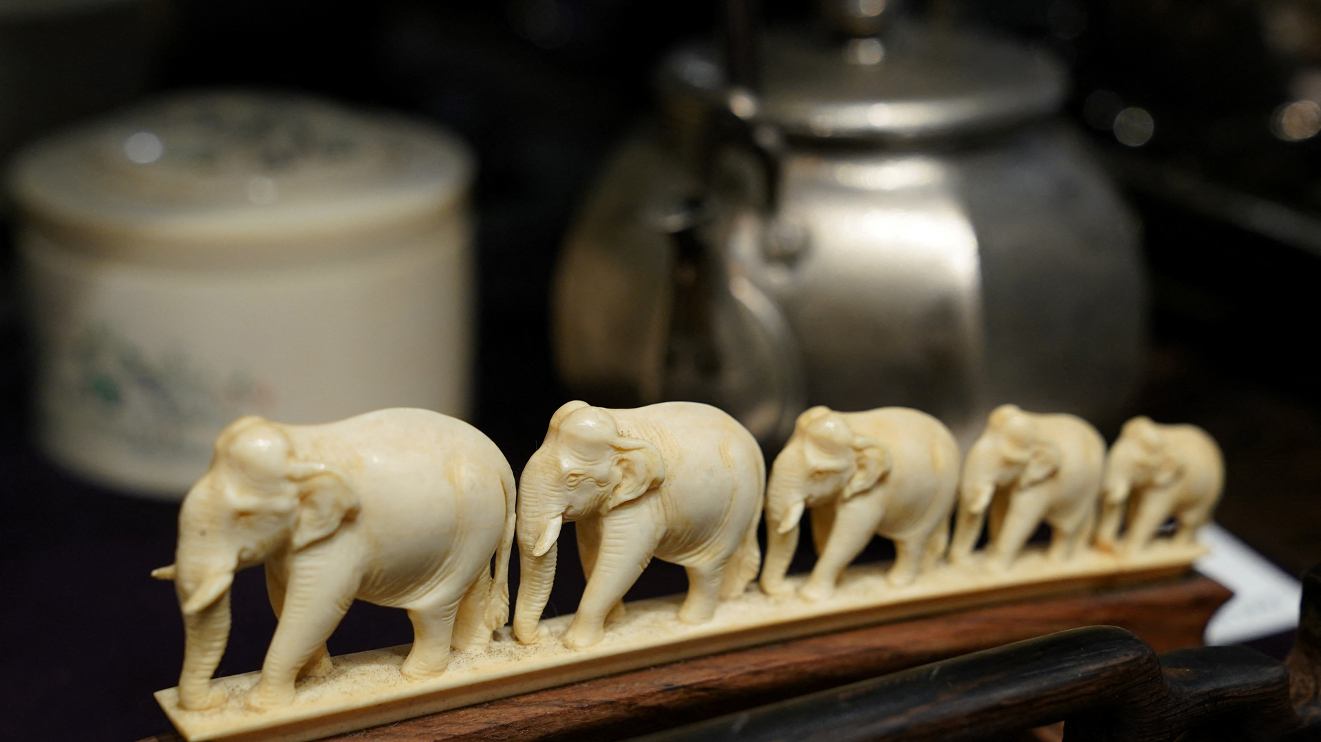 Japan’s legal ivory market faces scrutiny over trafficking risks 
