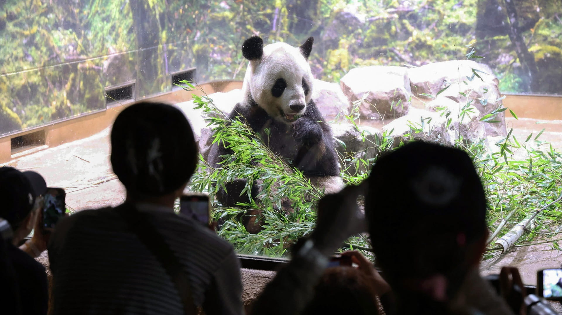 اليابان تودع آخر باندا لأول مرة منذ 1972 وتعيده للصين في يناير