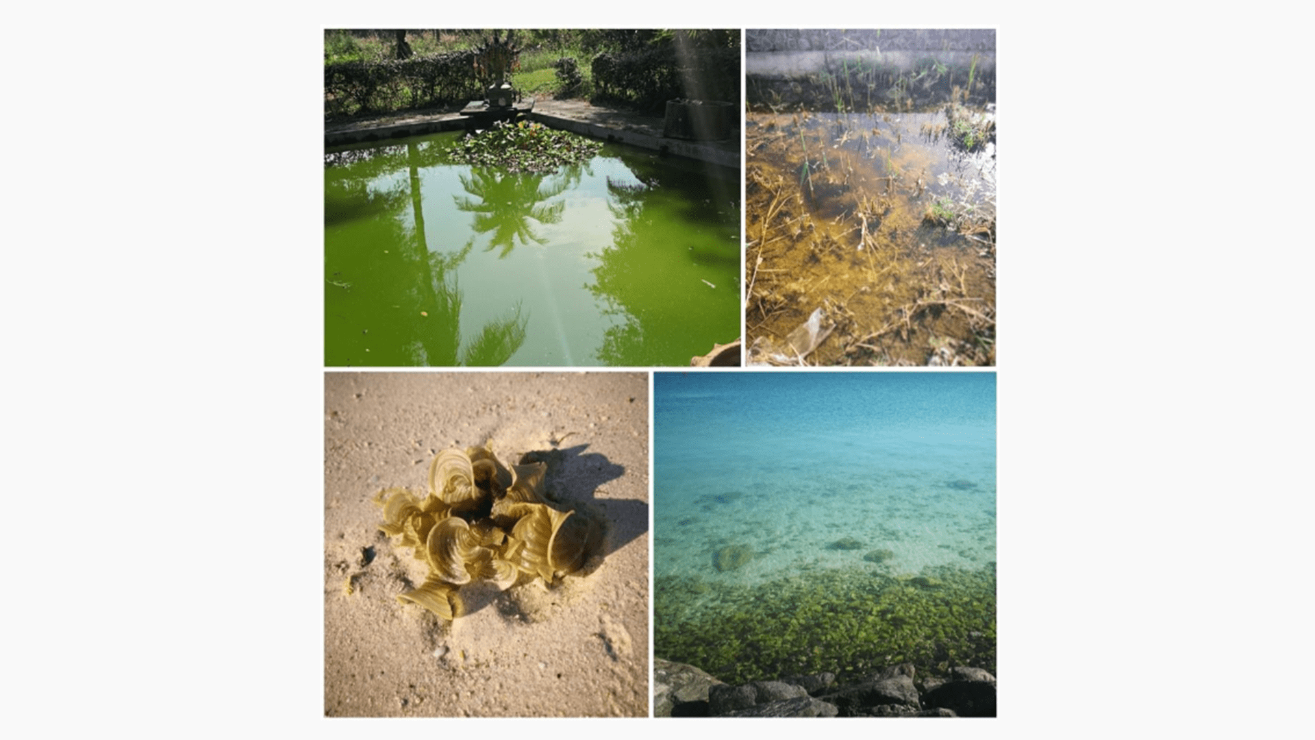 NYUAD unveils AI tool to reveal hidden microalgae proteins 