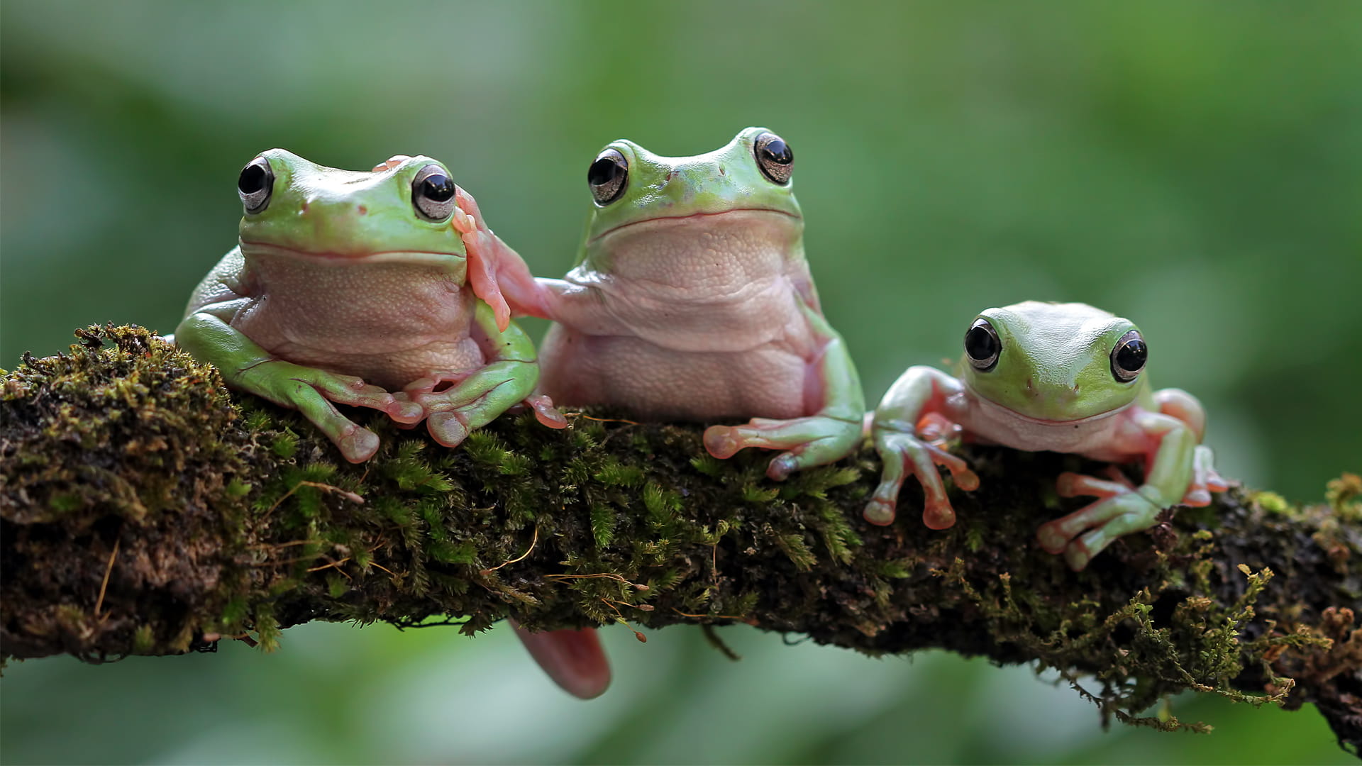 صورة بعنوان: بكتيريا من ضفادع يابانية تدمر الأورام متفوقة على العلاج الكيميائي 