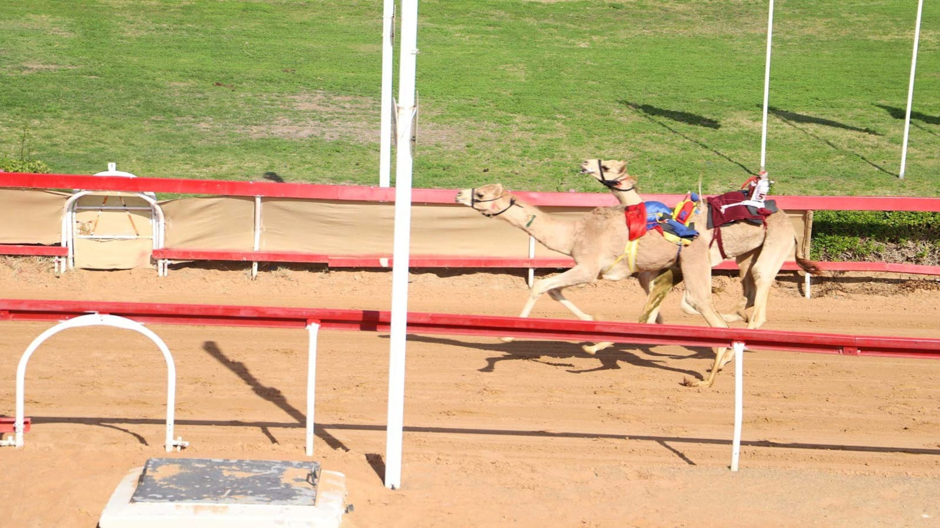 Sharjah Ruler’s Camel Racing Festival kicks off 