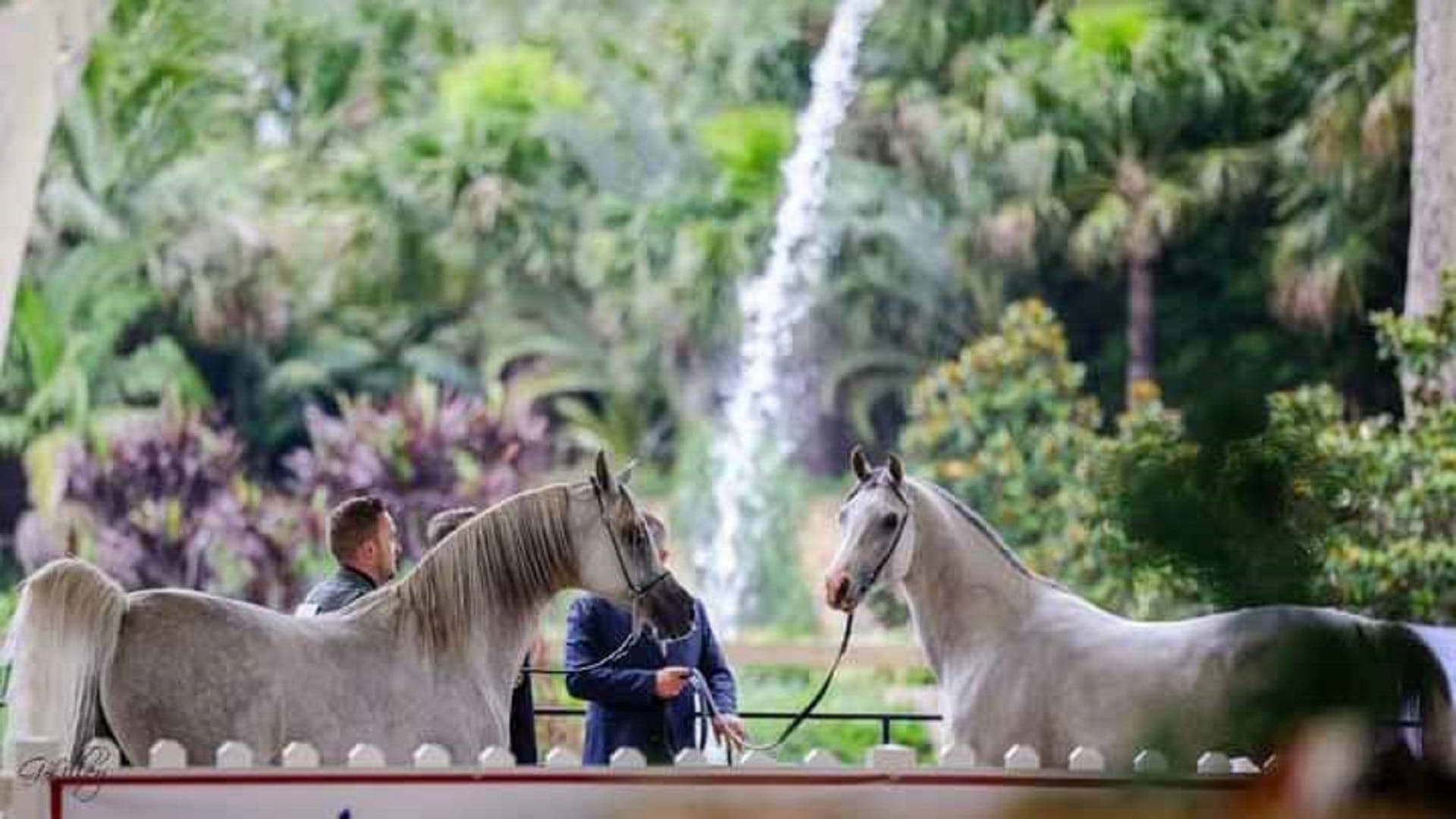 نجاح كبير لأولى جولات كأس الإمارات العالمي للخيل العربية بأستراليا