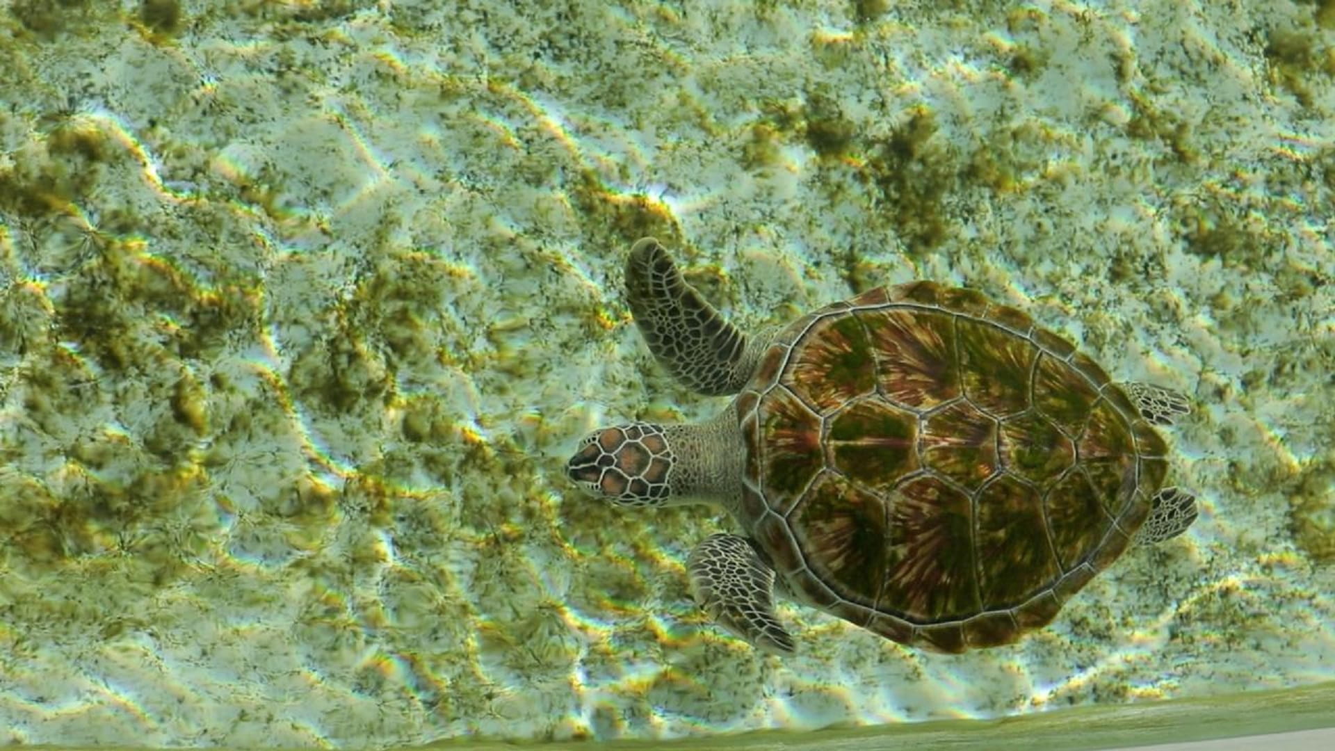 EPAA announces inclusion of Khor Kalba Mangrove Centre in WLI  