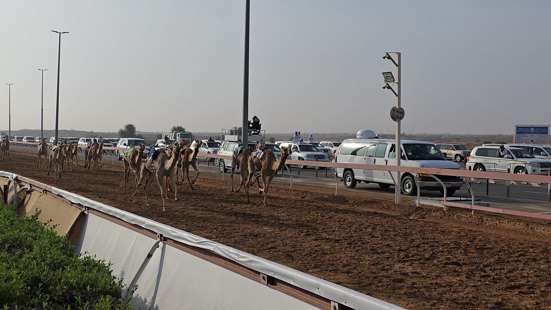 Al Wusta Channel Camel Festival commences at Al Dhaid racecourse 