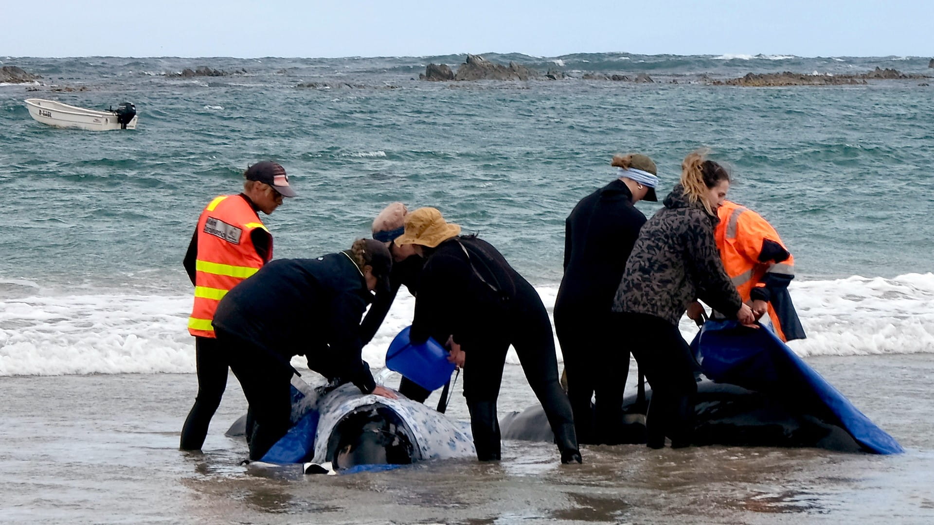 في جنوح جماعي.. أستراليا ترصد 150 حوتاً ملقاة على شاطئ تسمانيا 