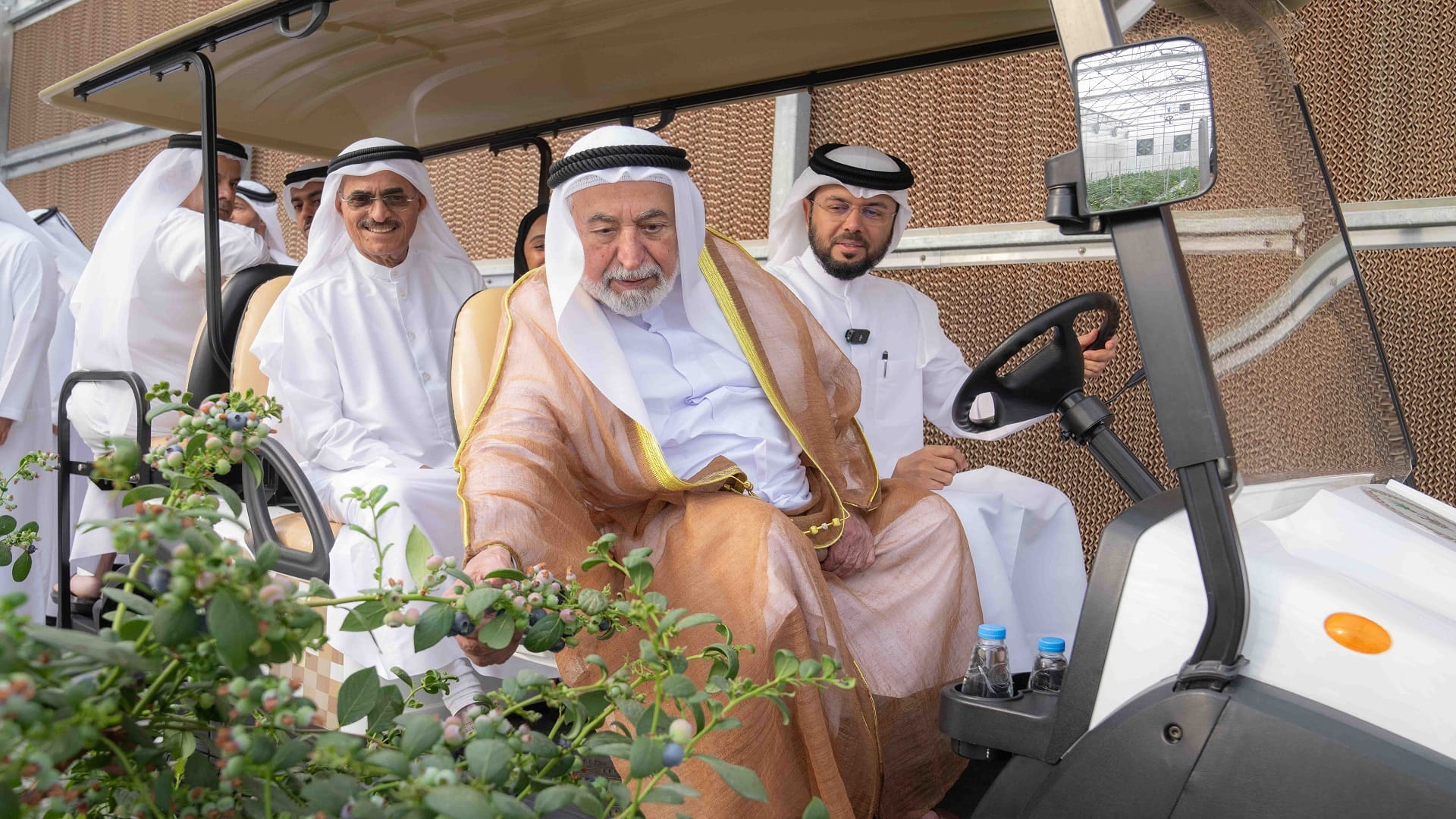 زراعة التوت الأزرق في الشارقة: رؤية مبتكرة بتوجيهات حاكم الشارقة