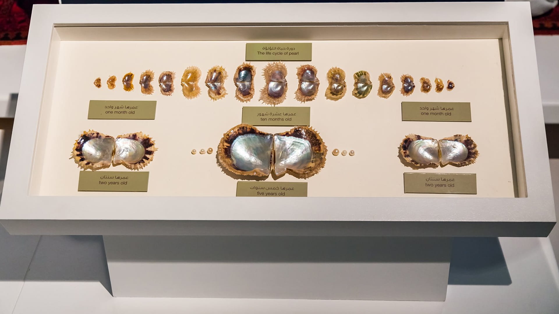 متحف الشارقة البحري بوابة لتراث الشارقة وتاريخها