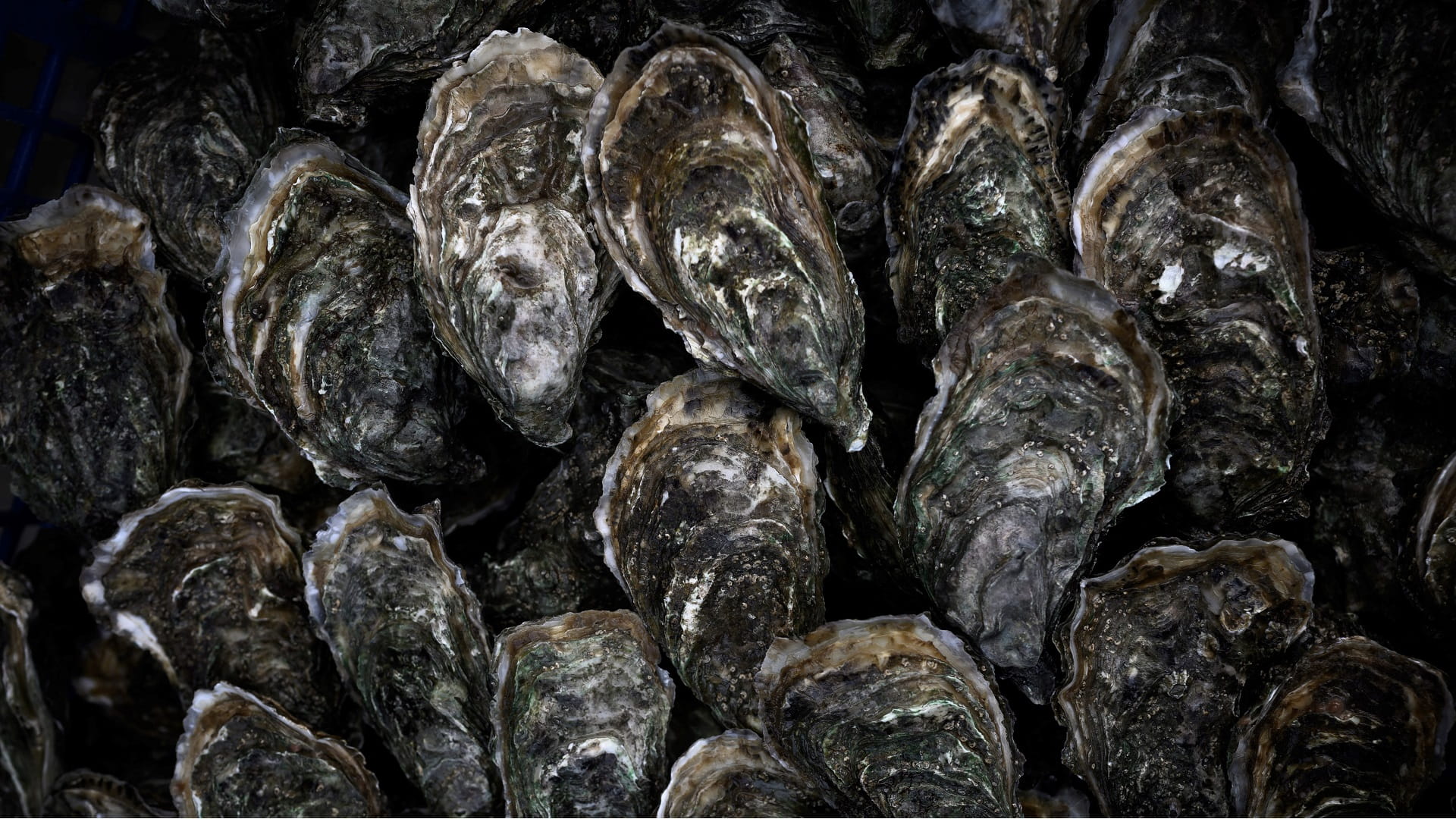 Rediscovering Europe's lost oyster reefs 