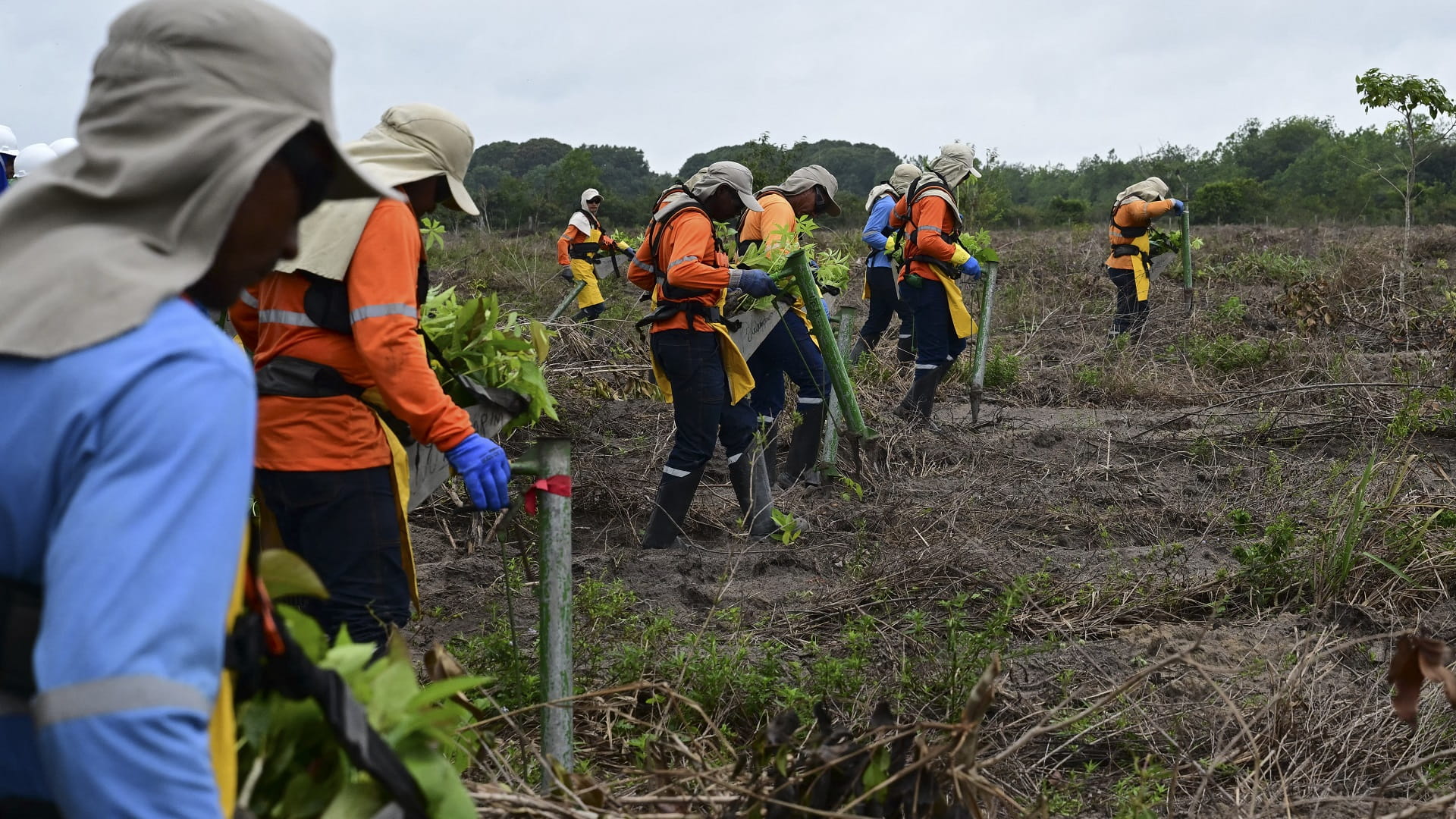 In Brazil, Amazon reforestation seeks to redeem carbon markets 