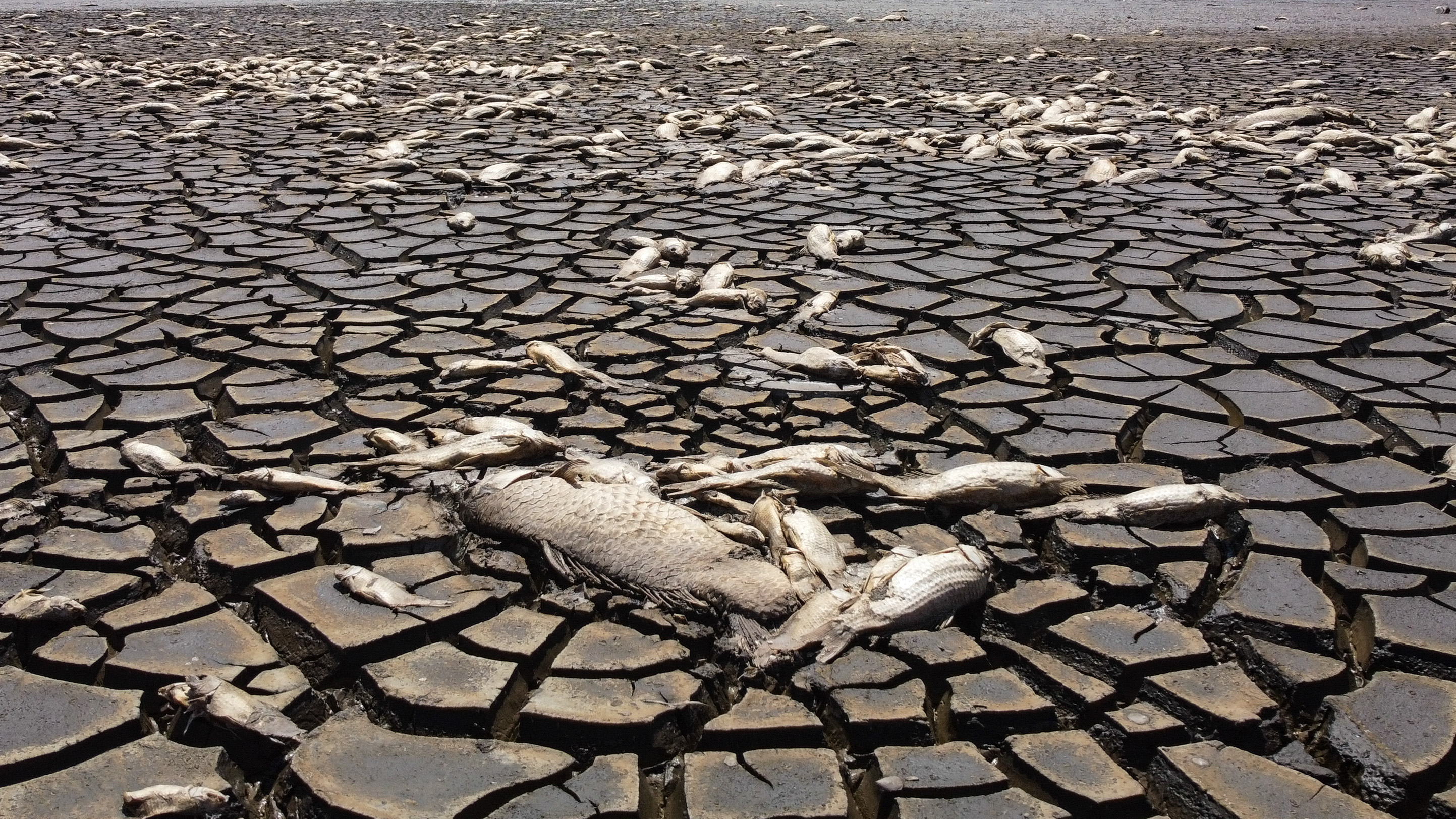2024: Hottest year ever, surpassing critical global warming limit