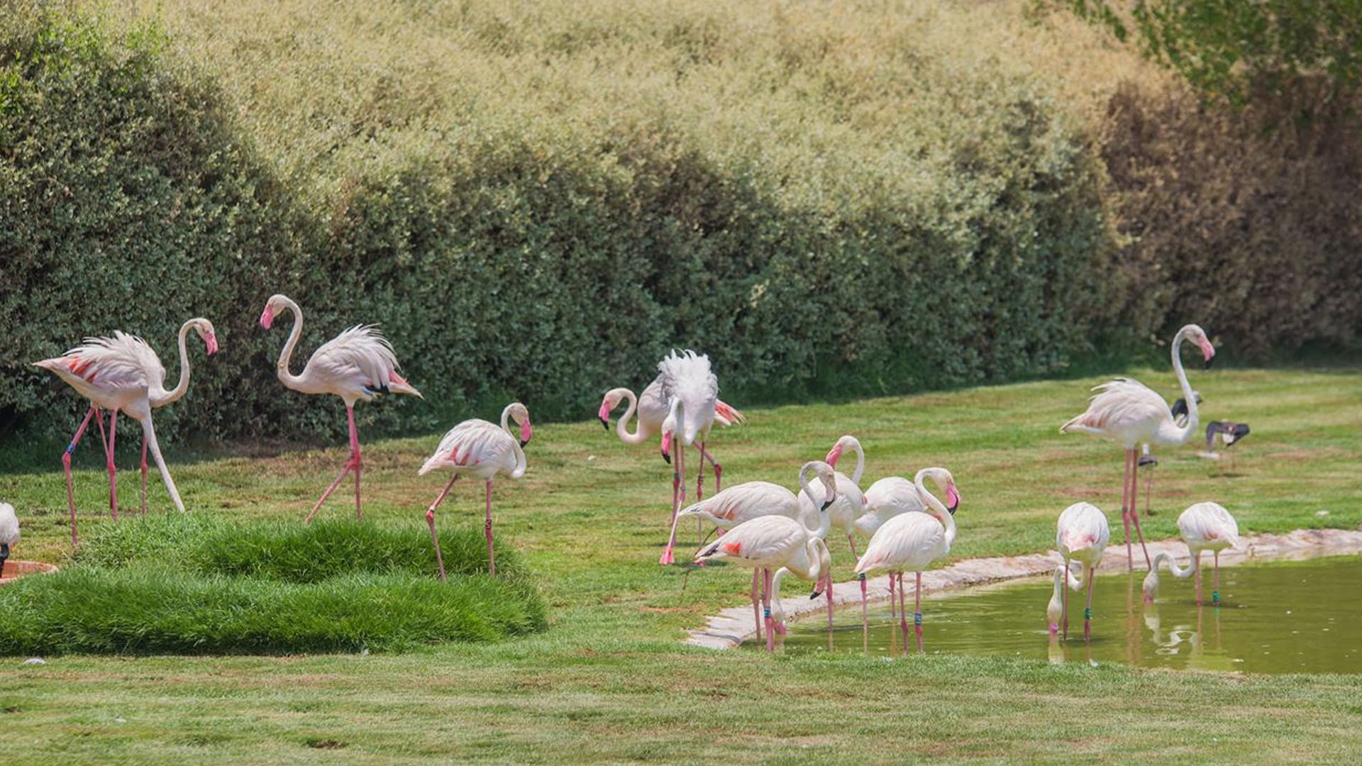 محمية واسط: واحة طبيعية ساحرة في قلب الشارقة 