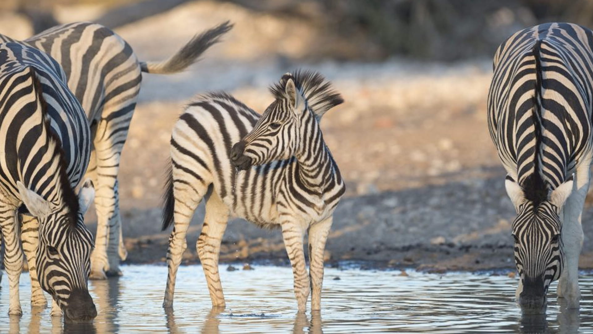 مركز حيوانات شبه الجزيرة العربية: وجهة مثالية لعشاق عالم الحيوان