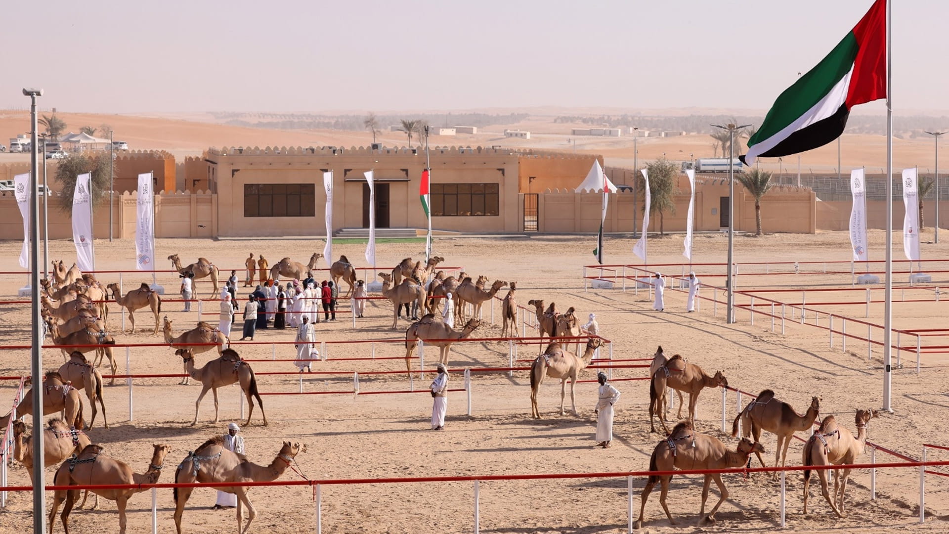 سباق الهجن في الإمارات: موروث حضاري وثقافي عريق