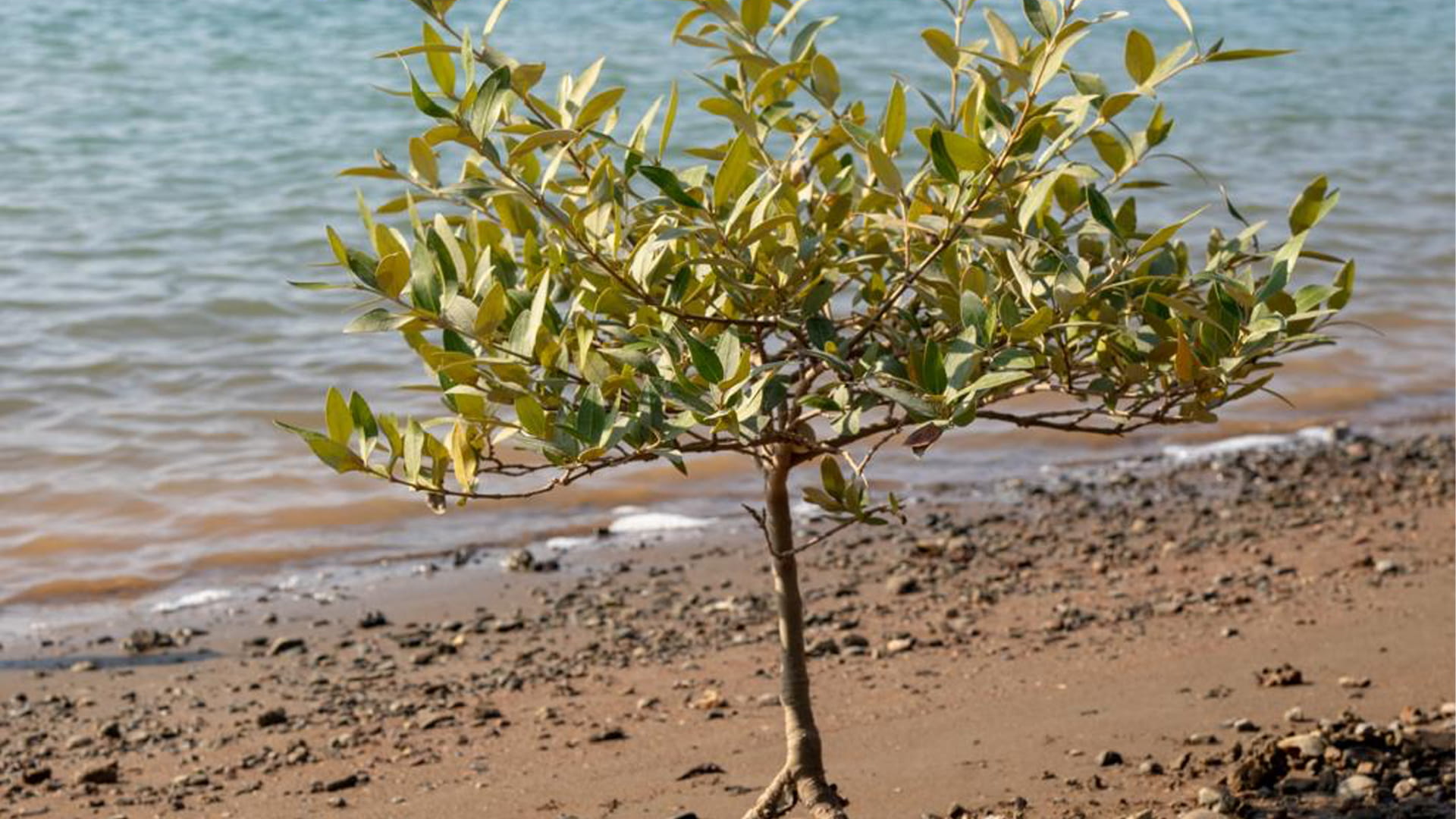 "محميات الشارقة" تزرع 11.600 شجرة قرم بمحمية أشجار القرم في كلباء 