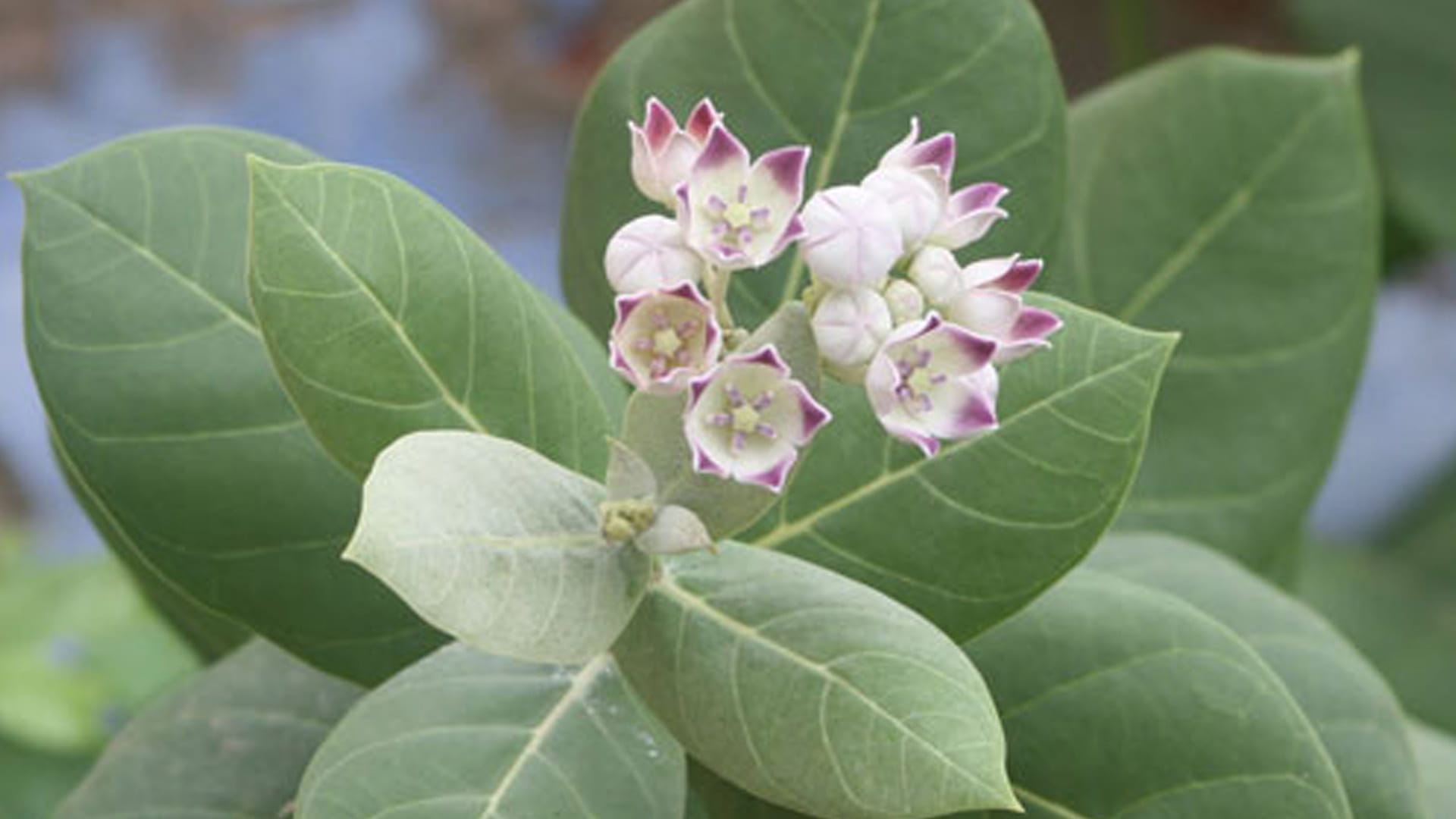 نباتات سامة في الإمارات عليك الحذر منها