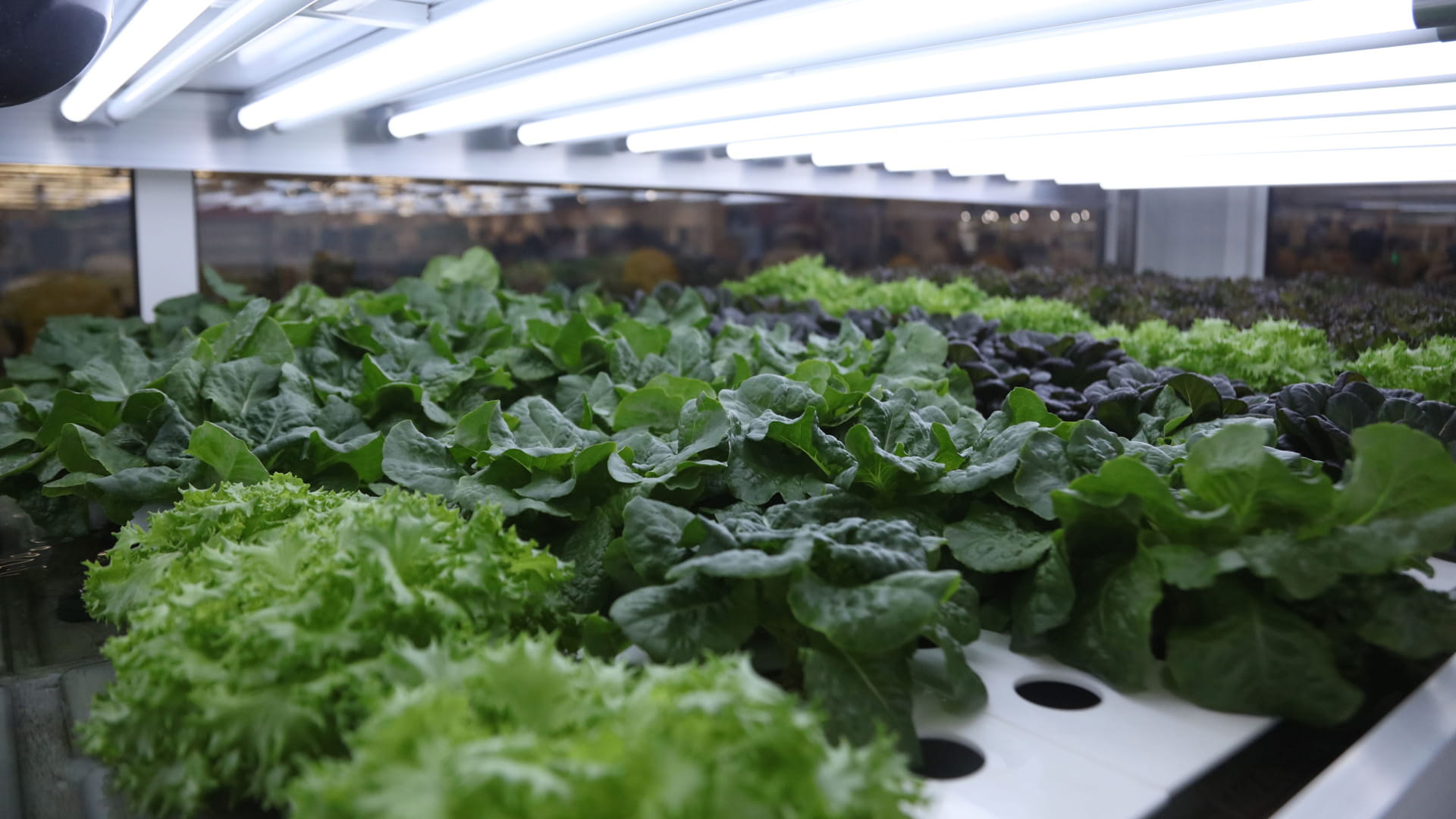 نبذة عن المزارع العضوية في الإمارات: حصاد الطبيعة الخالص