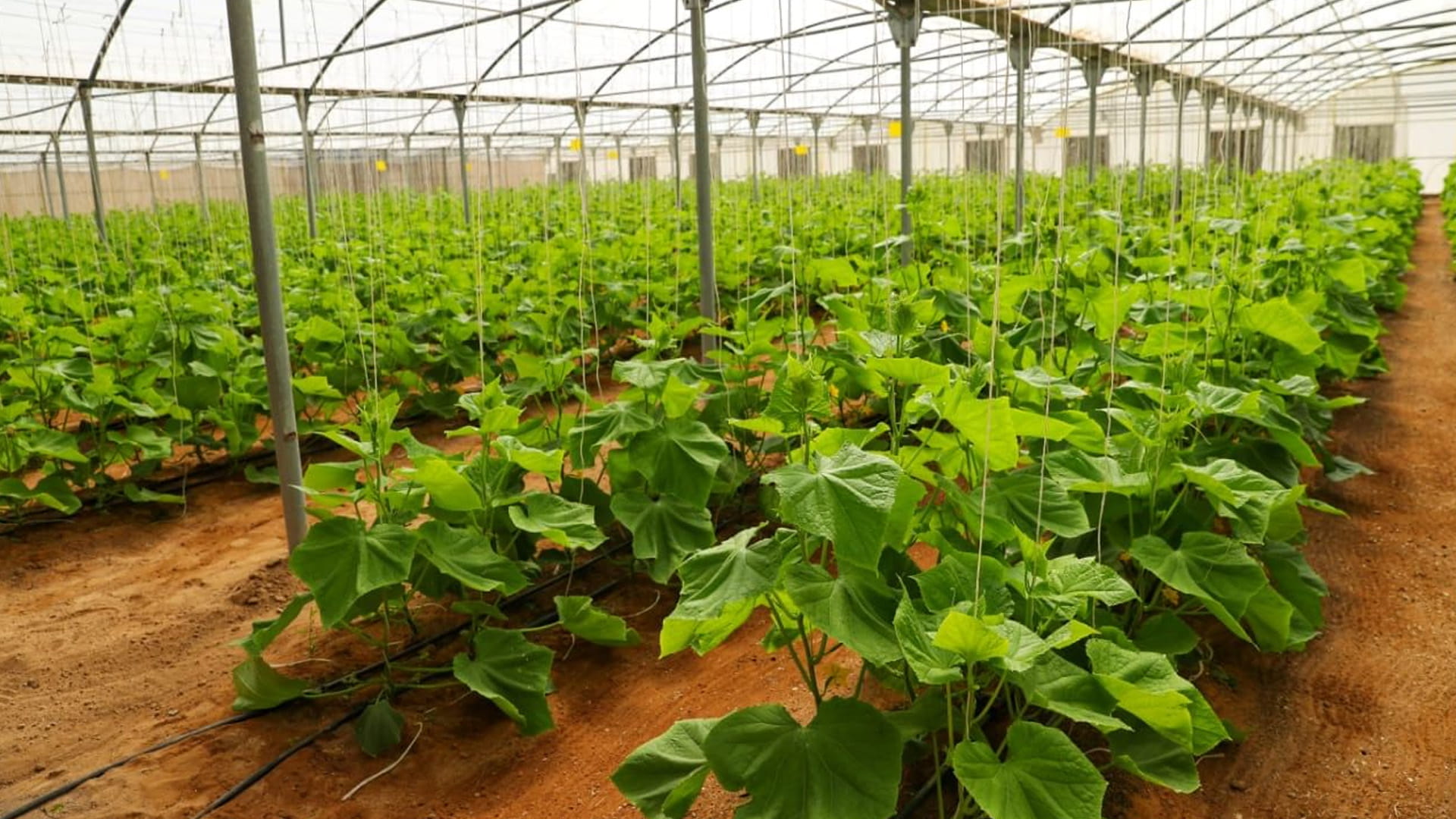 الزراعة المستدامة في دولة الإمارات وأهميتها