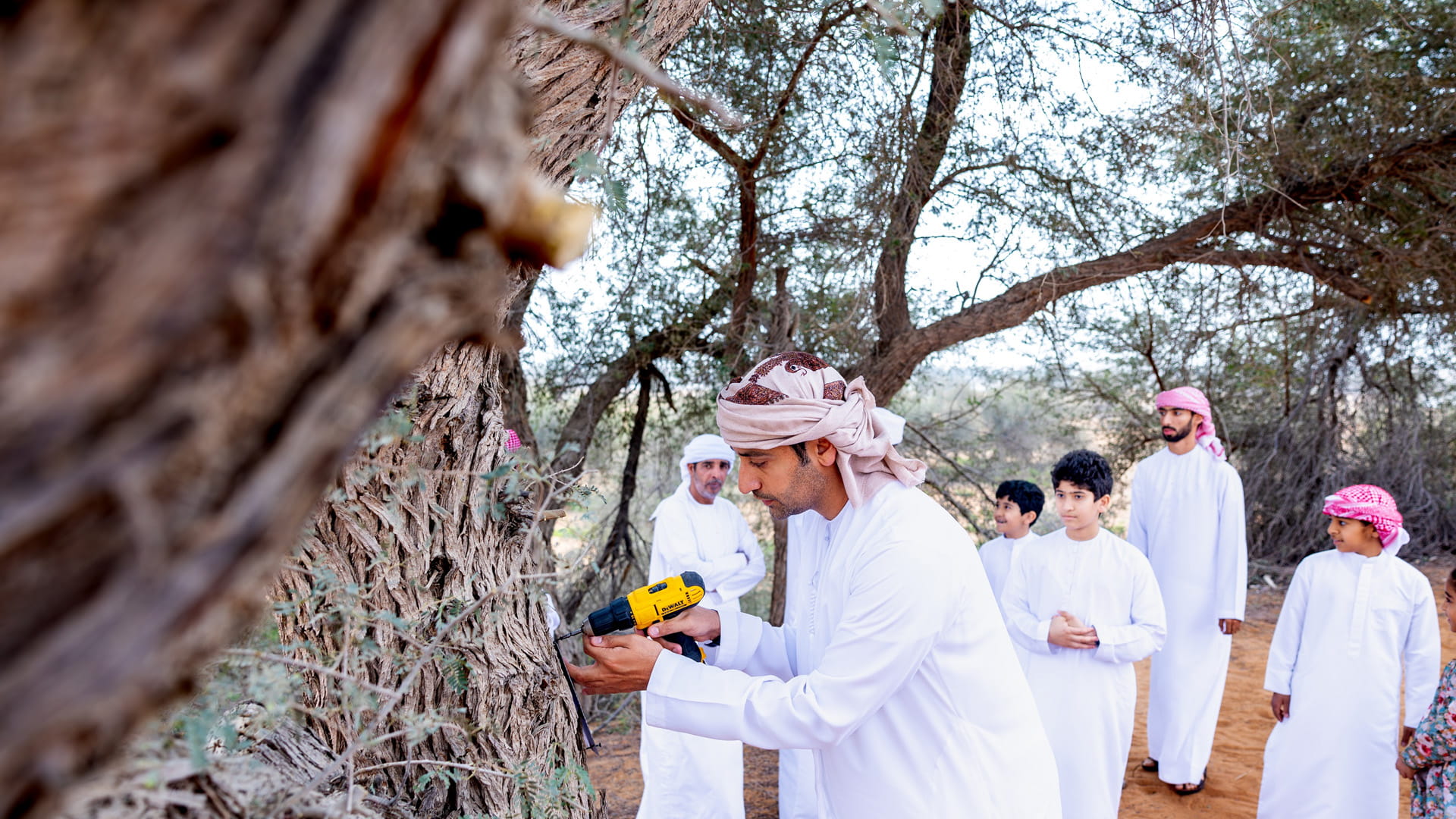 جهود دولة الإمارات للحد من مشكلة قطع الأشجار