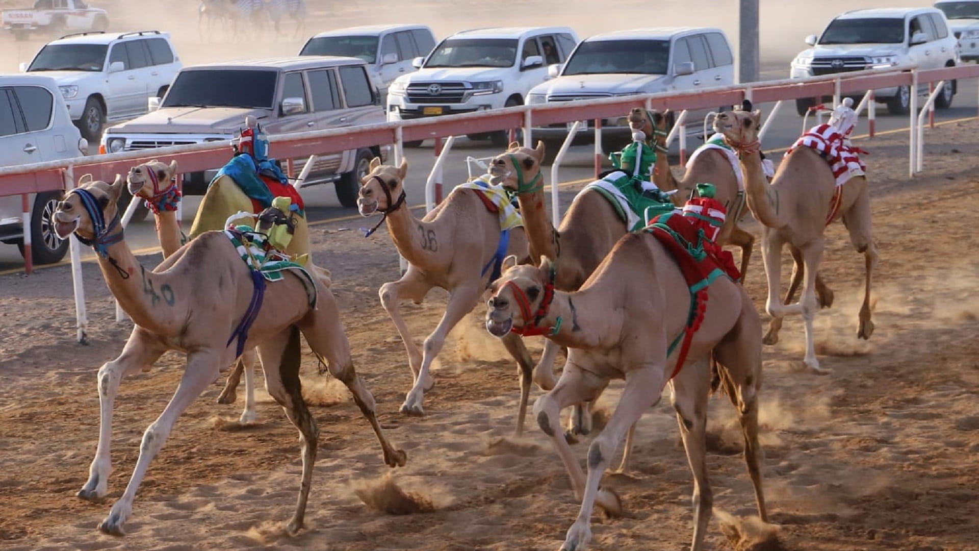 ‘Fatamin' competitions kick off at Al Dhaid track Jan 18 