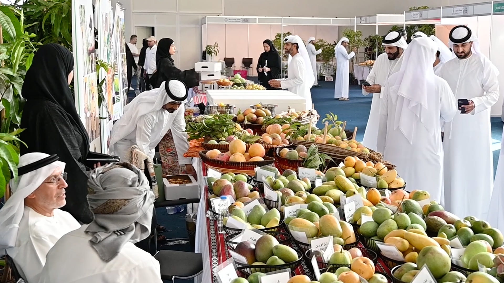 مهرجان المانجو في خورفكان يعد من أبرز فعاليات الصيف  