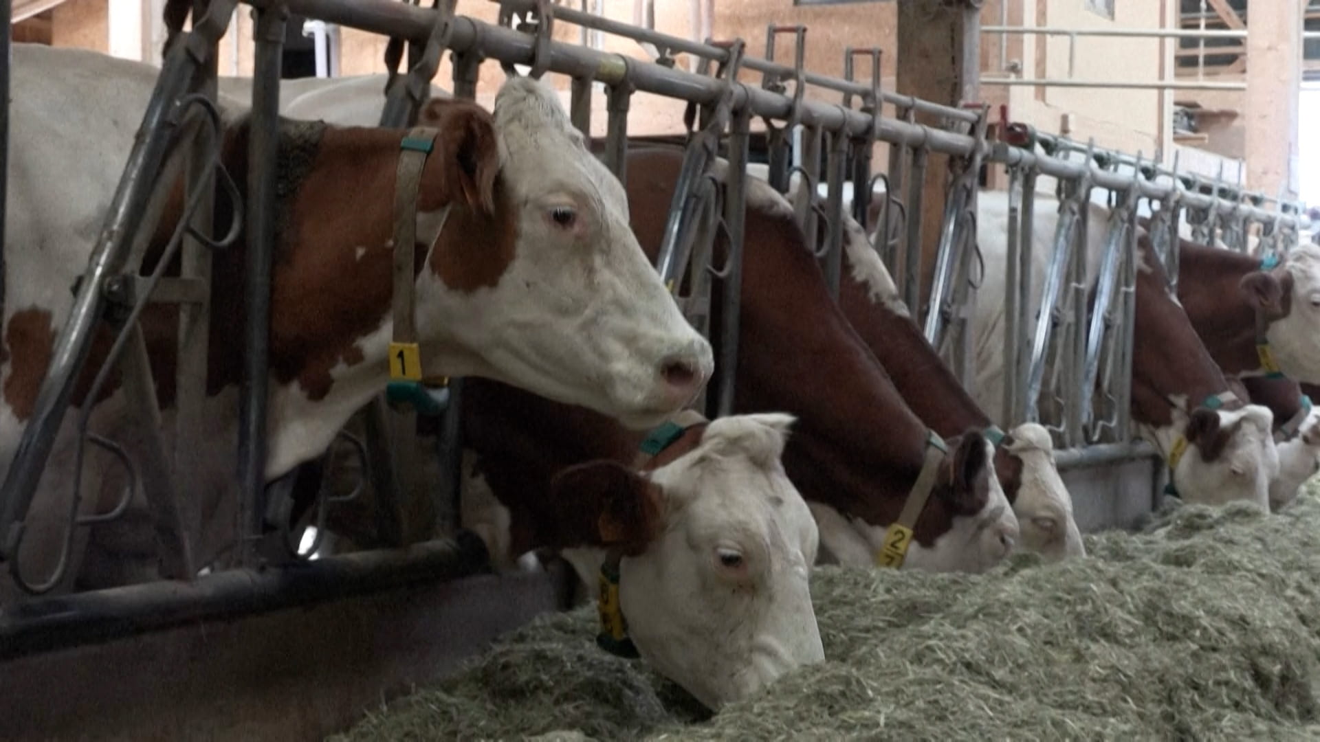 مزارعون فرنسيون يرفضون تنفيذ قرار الحكومة بإعدام المواشي المصابة 