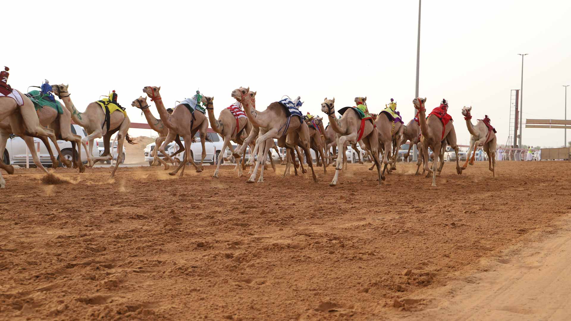  ألف مطية تشارك في سباق سن الفطامين لهجن أبناء القبائل بميدان الذيد 