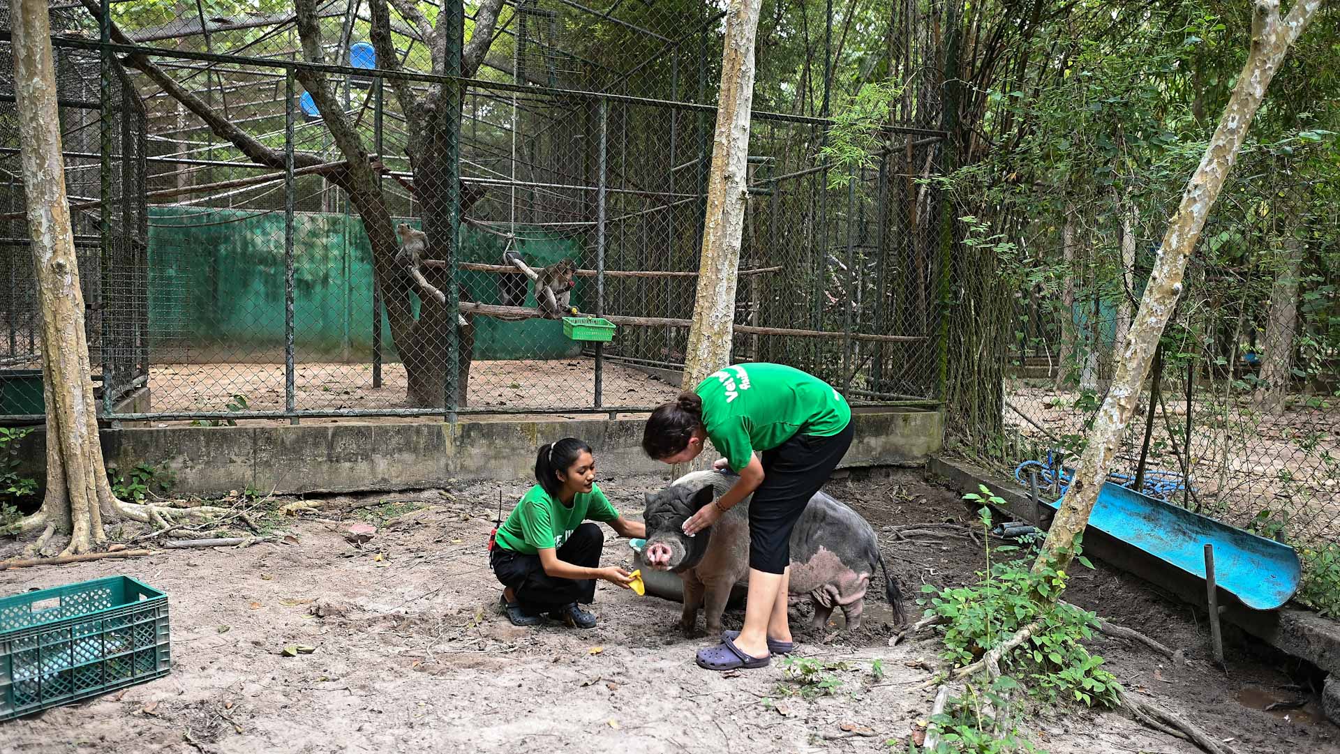 Healing the wild Life inside Thailands wildlife care facility 