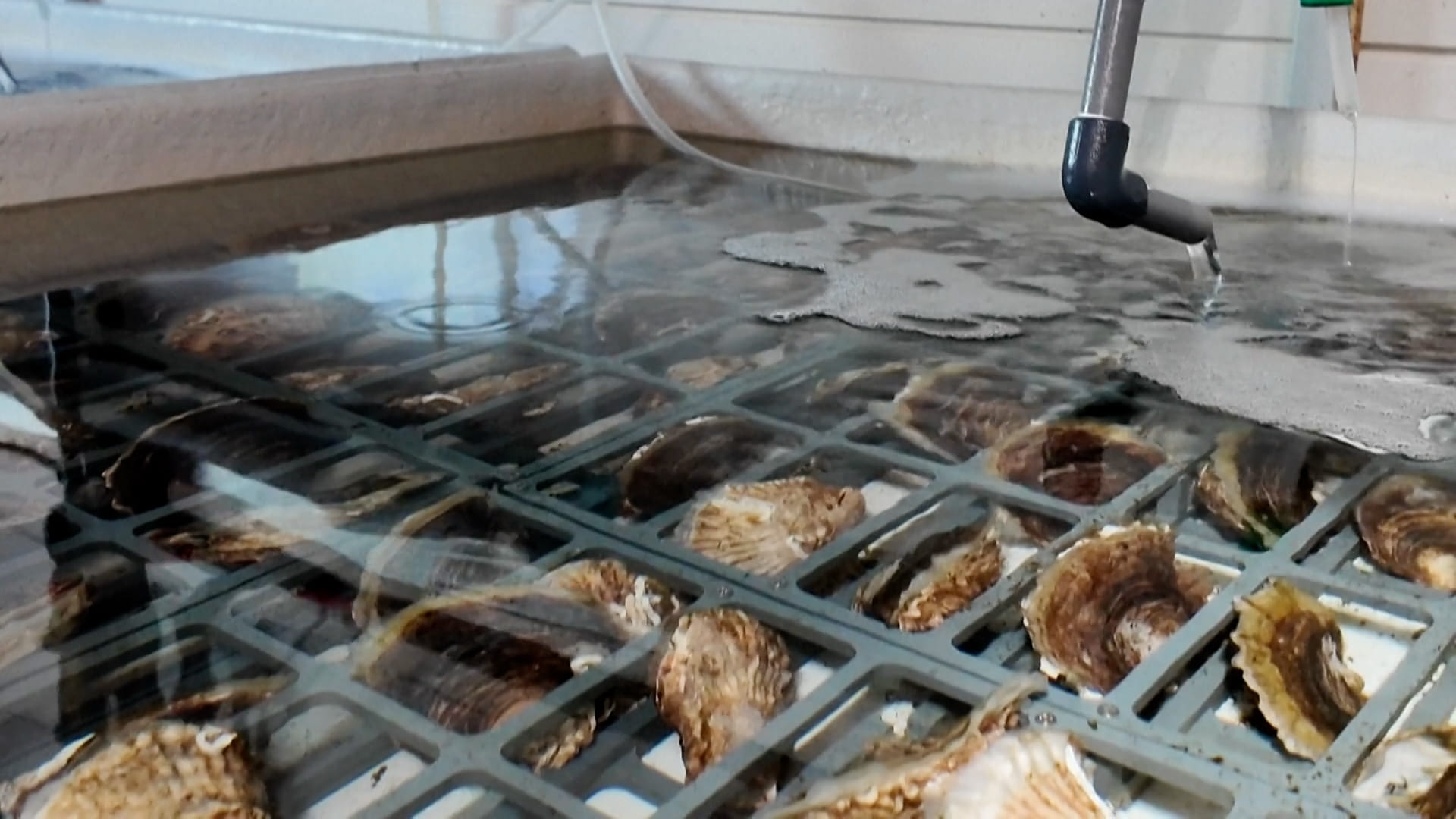 محار بحر الشمال يعود للحياة بمبادرة بلجيكية 