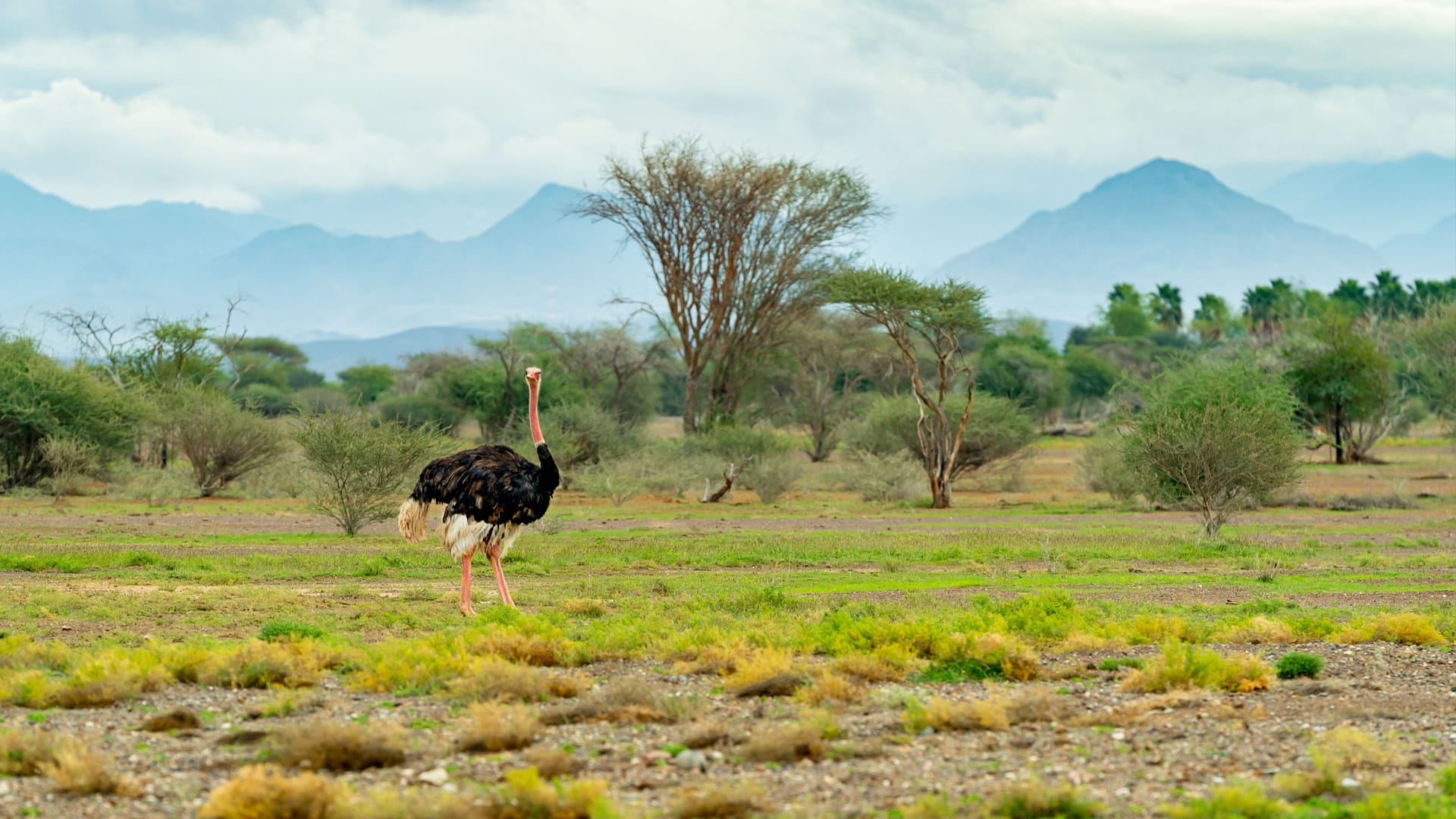 حماية الحياة البرية في الشارقة ومواجهة تحديات الانقراض 