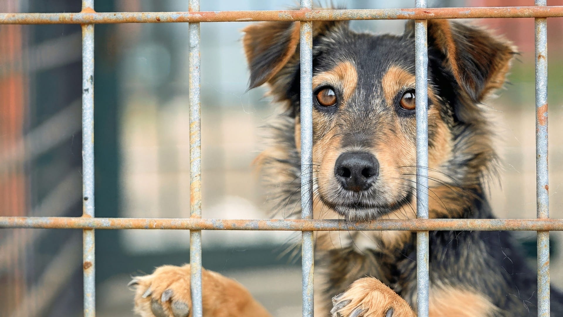 مأوى الشارقة للقطط والكلاب رسالة إنسانية تنبض بالحبّ والرحمة 