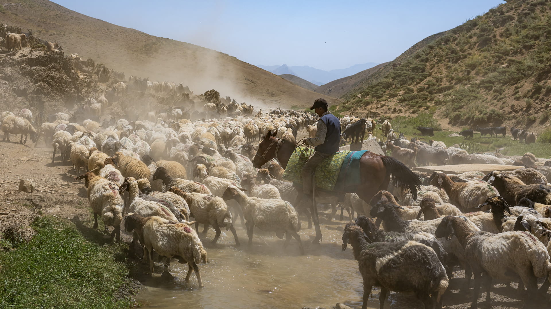 عملية السلام في تركيا تعيد الرعاة الأكراد إلى المروج الجبلية