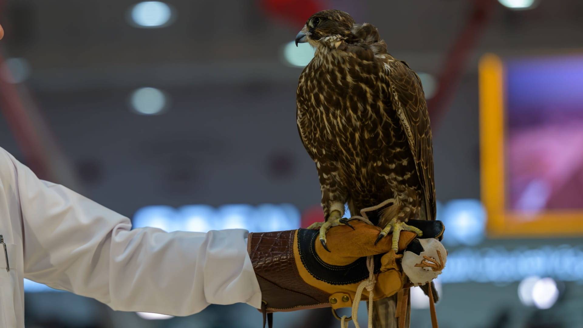 نادي الشارقة للصقارين يحافظ على تراث الصيد برؤية معاصرة 