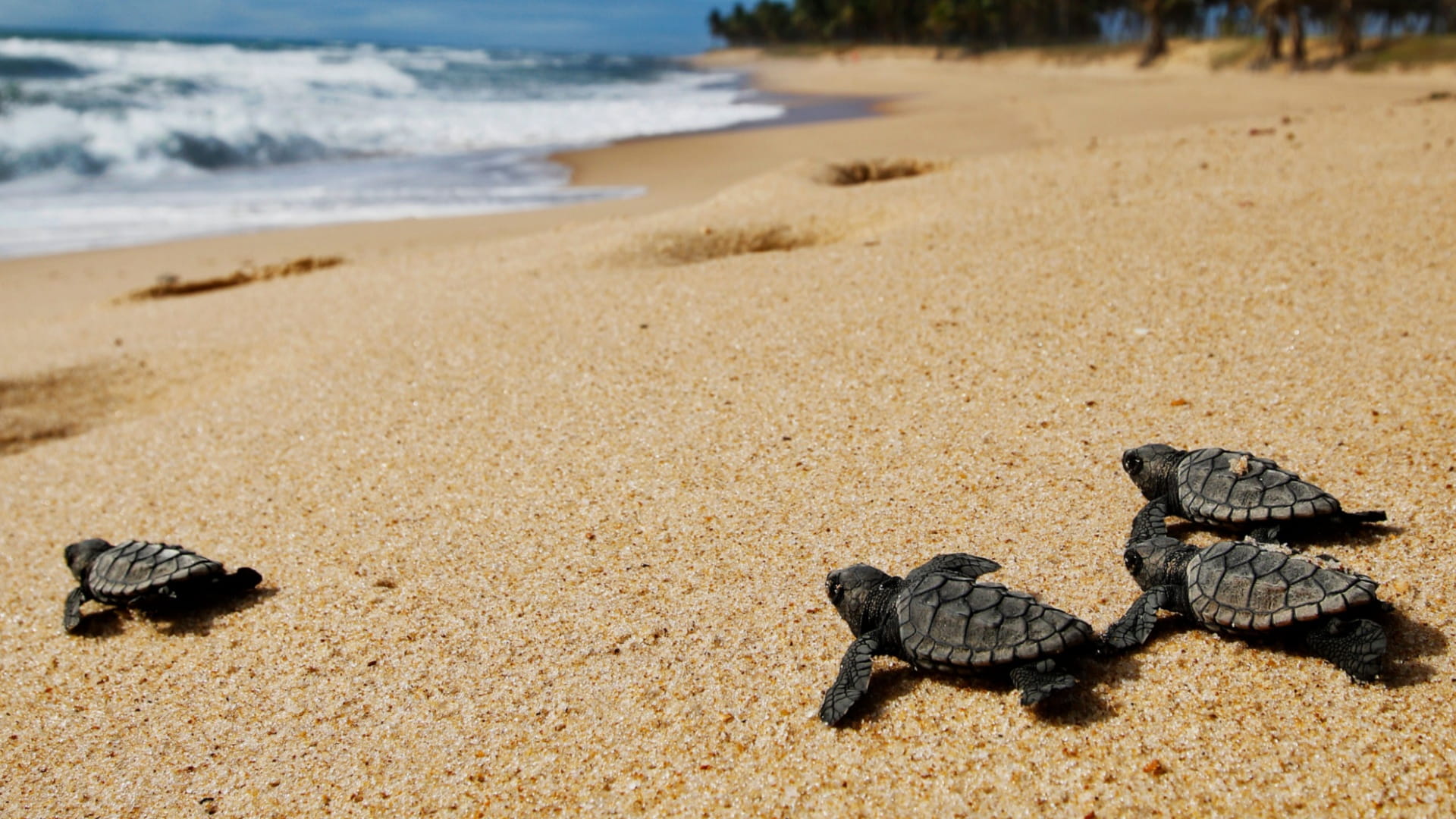 مهرجان صير بونعير يجسد التعايش البيئي والاحتفاء بالتراث الطبيعي 