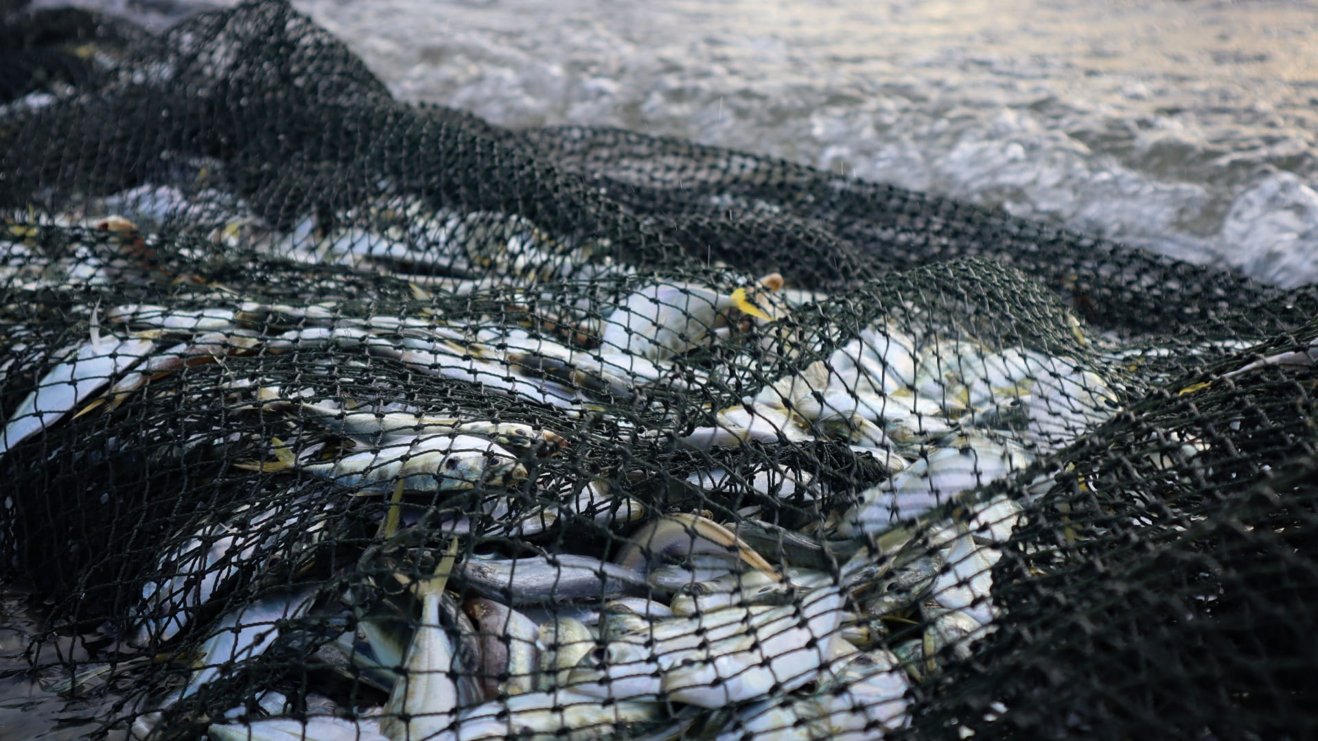 الثروة السمكية في الشارقة: كنز طبيعي يعزّز الأمن الغذائي 