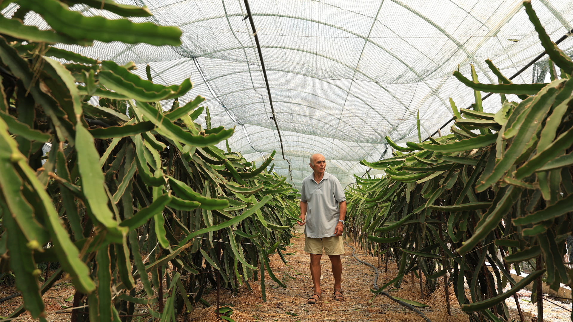 ألبانيا تتجه لزراعة الفواكه الاستوائية لتلبية الطلب الأوروبي 