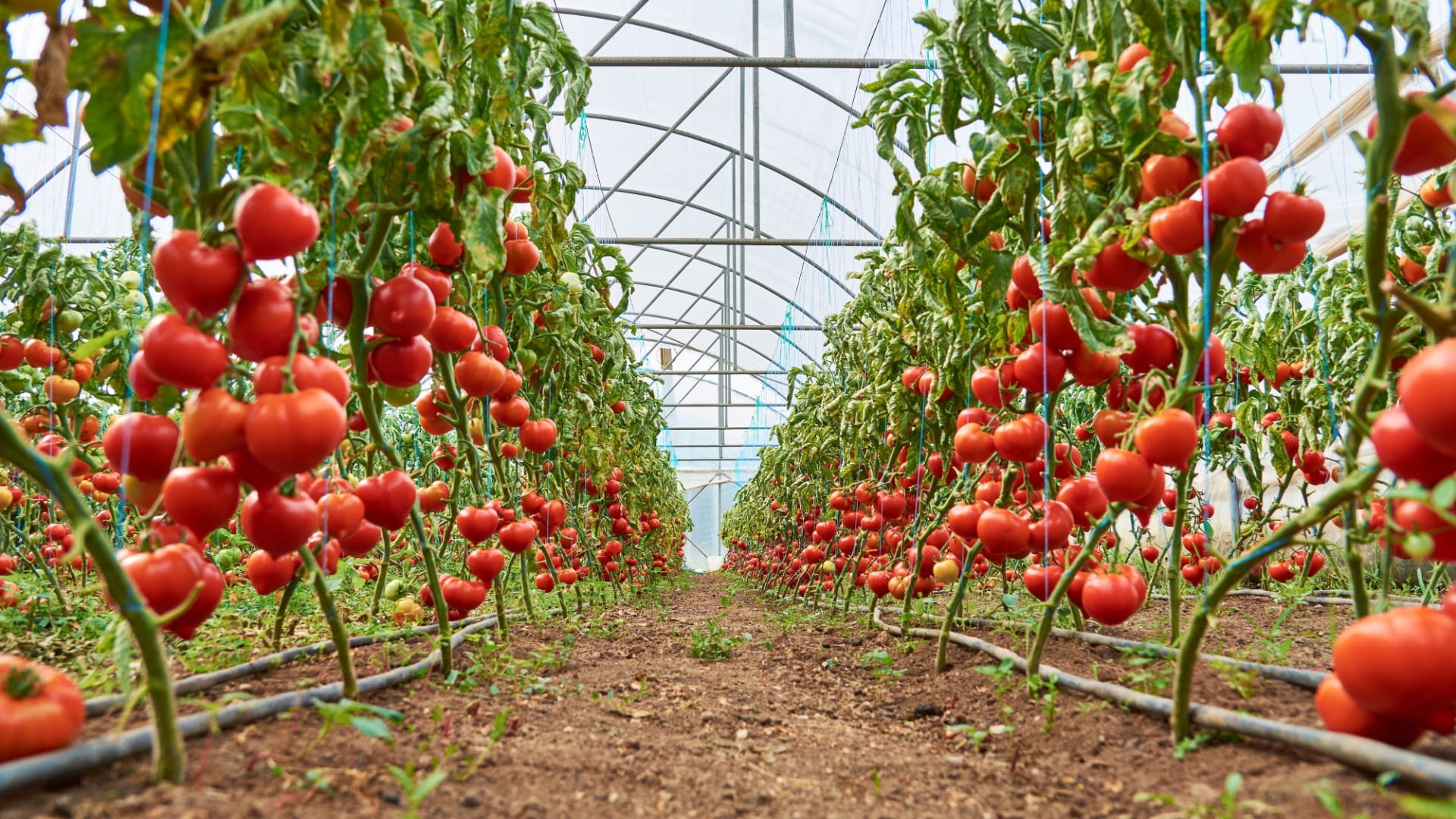 الشارقة تدعم إنتاج الأغذية العضوية حفاظاً على البيئة وصحة الأفراد 