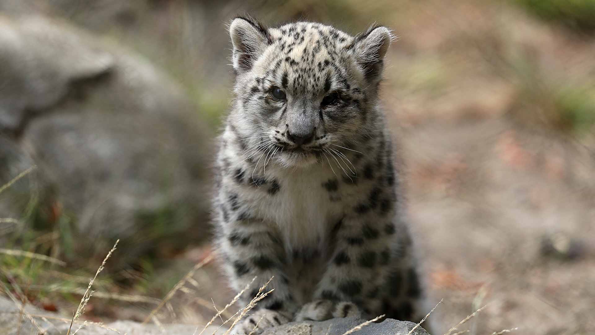 بريطانيا تشهد ولادة شبل نادر لنمر الثلوج في حديقة حيوانات تشيستر  