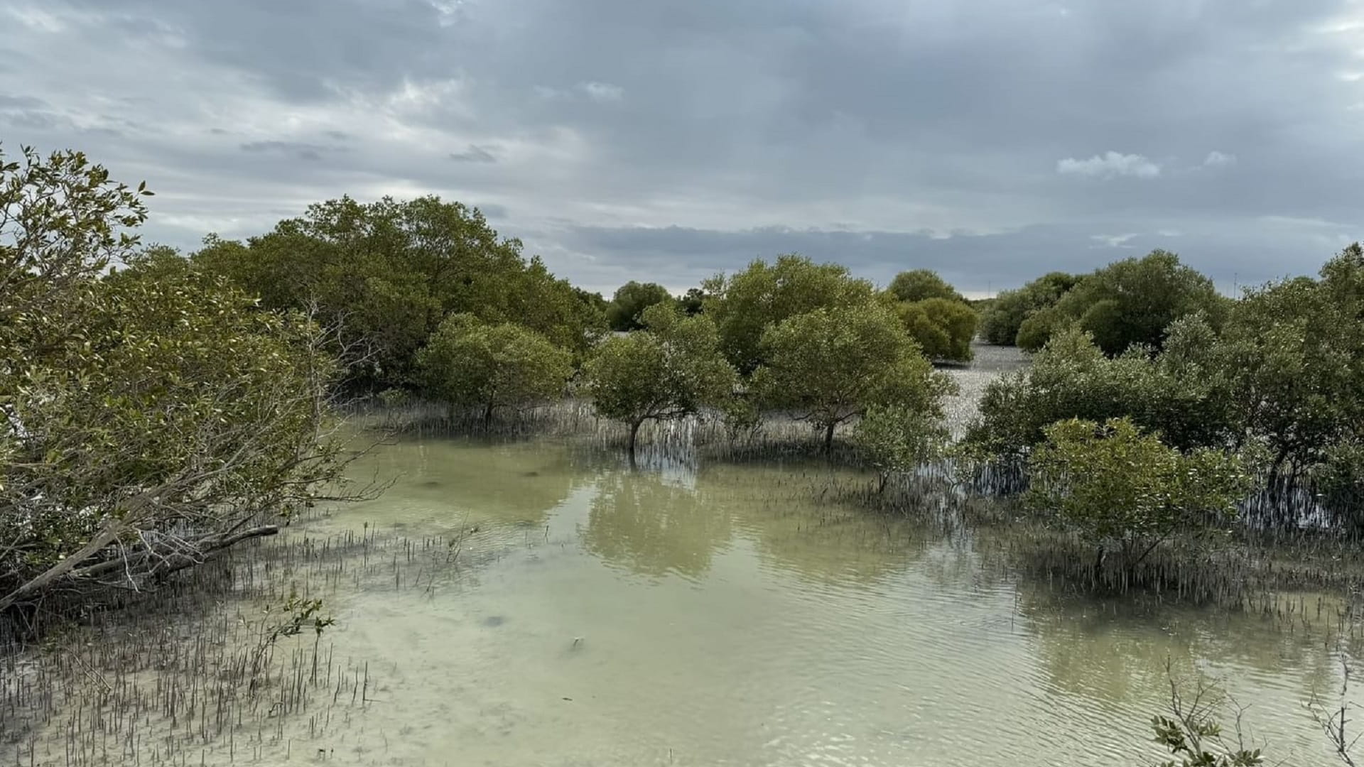 UAE reaffirms commitment to mangrove conservation 