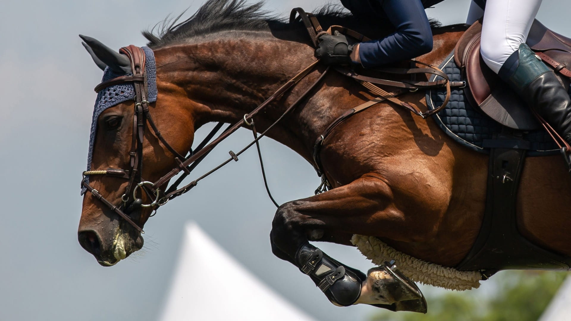 بطولة الشارقة الدولية لقفز الحواجز تستقطب الفرسان من أنحاء العالم 