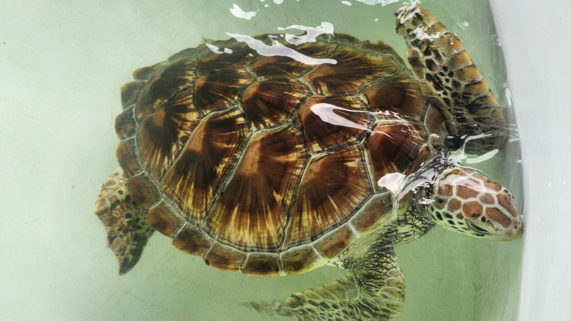 حماية السلاحف البحرية في الشارقة .. صون الحياة البحرية 