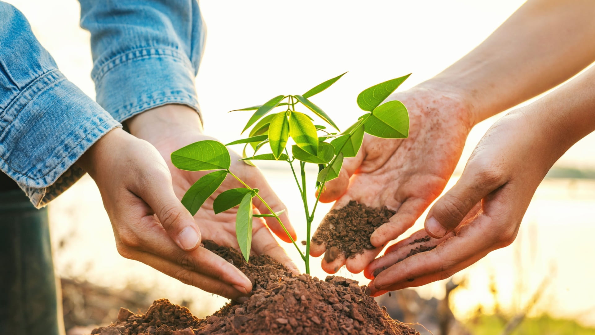 حملة زراعة مليون وربع مليون شجرة في محمية المنتثر عقد من التشجير 