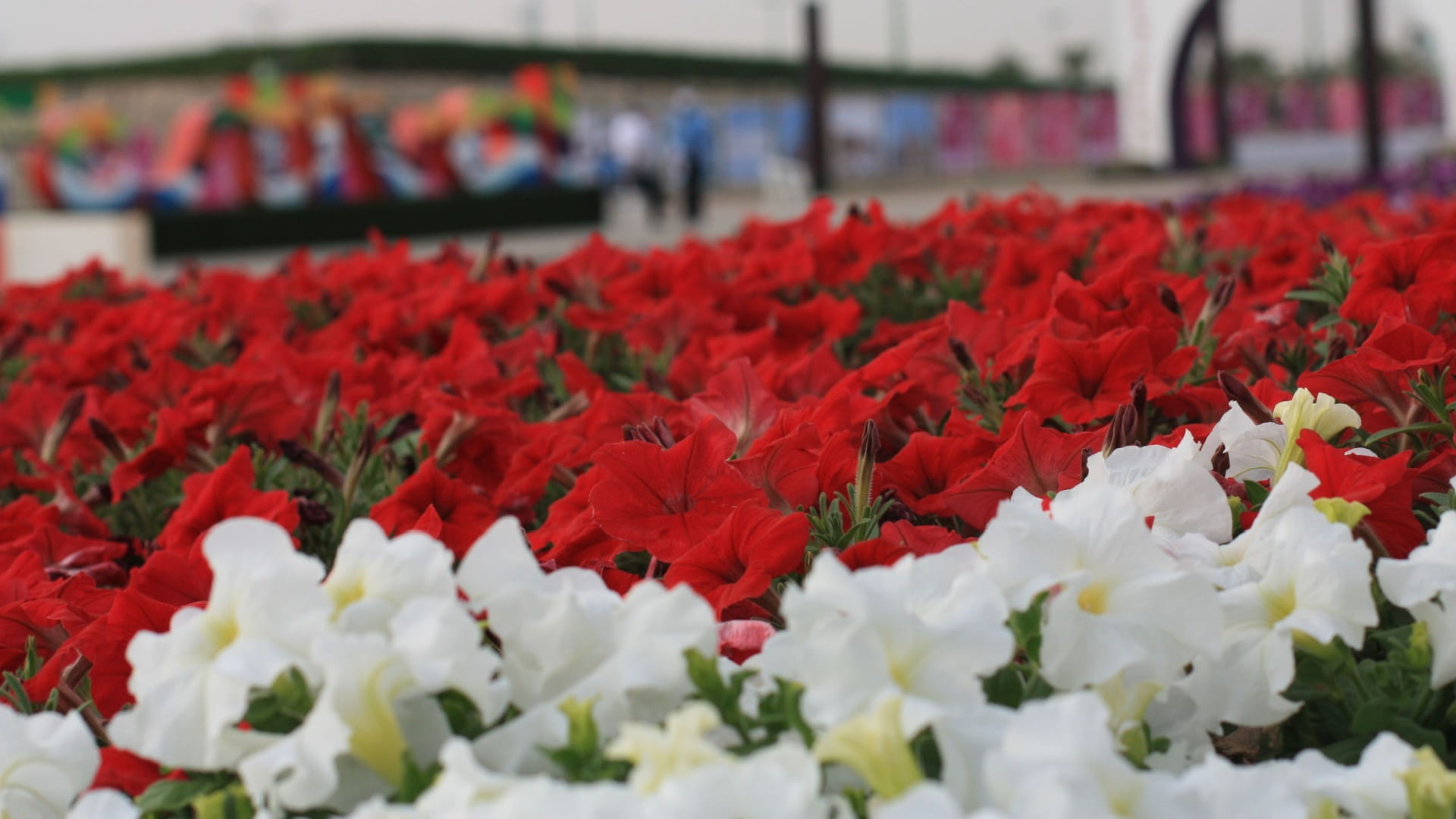 معرض الزهور في كلباء يزهو بعبق الورود وروعة التصاميم 