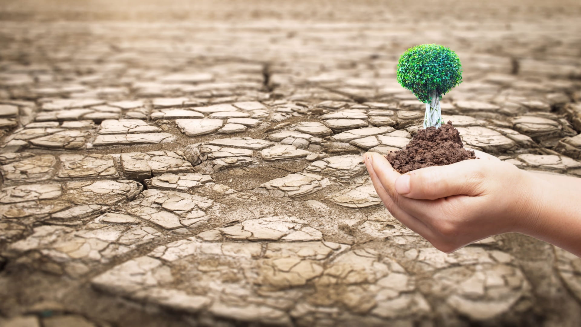 إمارة الشارقة تكافح ظاهرة التصحر وتحد من تأثيرها السلبي 