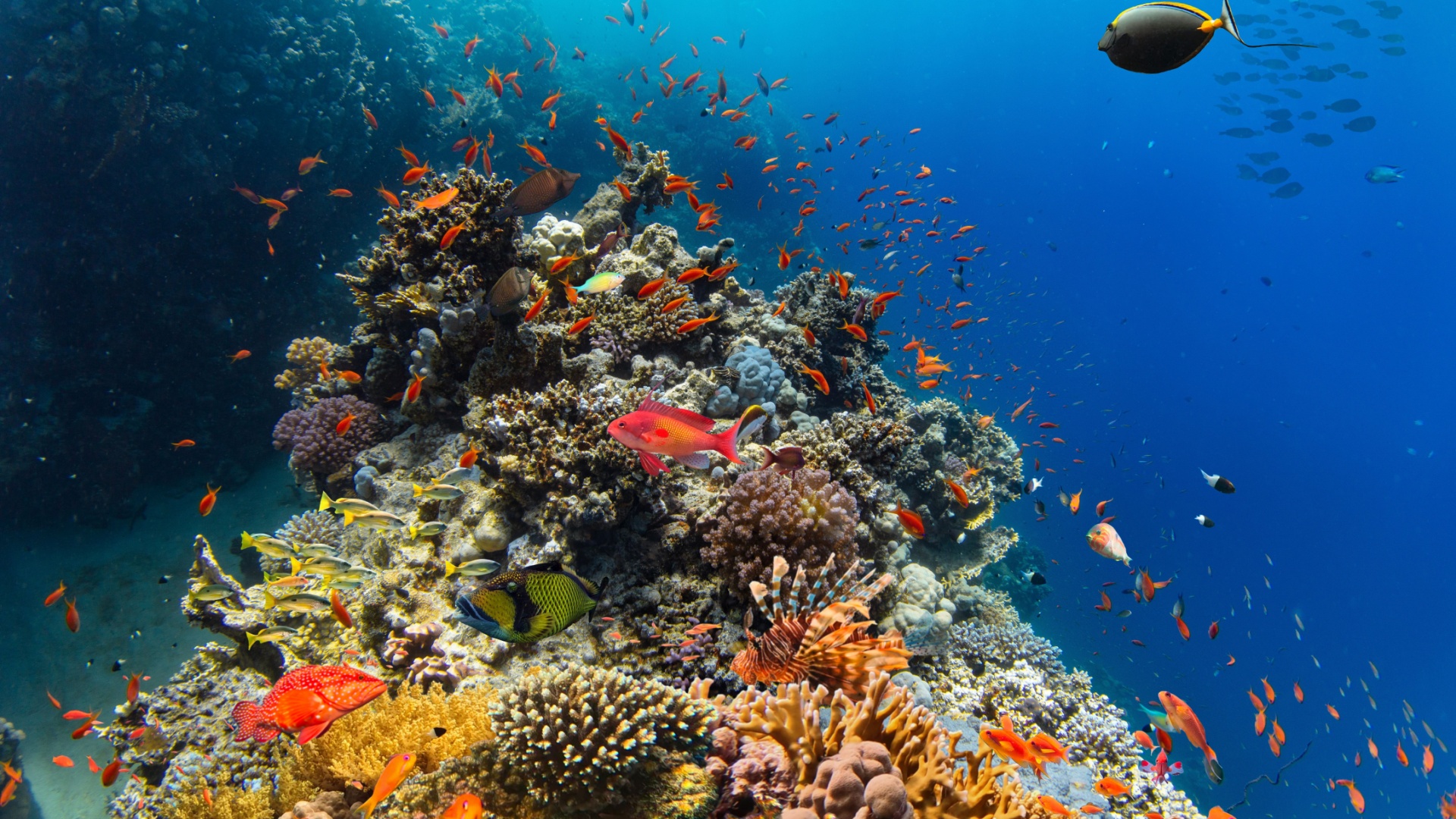 الشعاب المرجانية في مياه الشارقة: كنوزٌ يجب حمايتها 