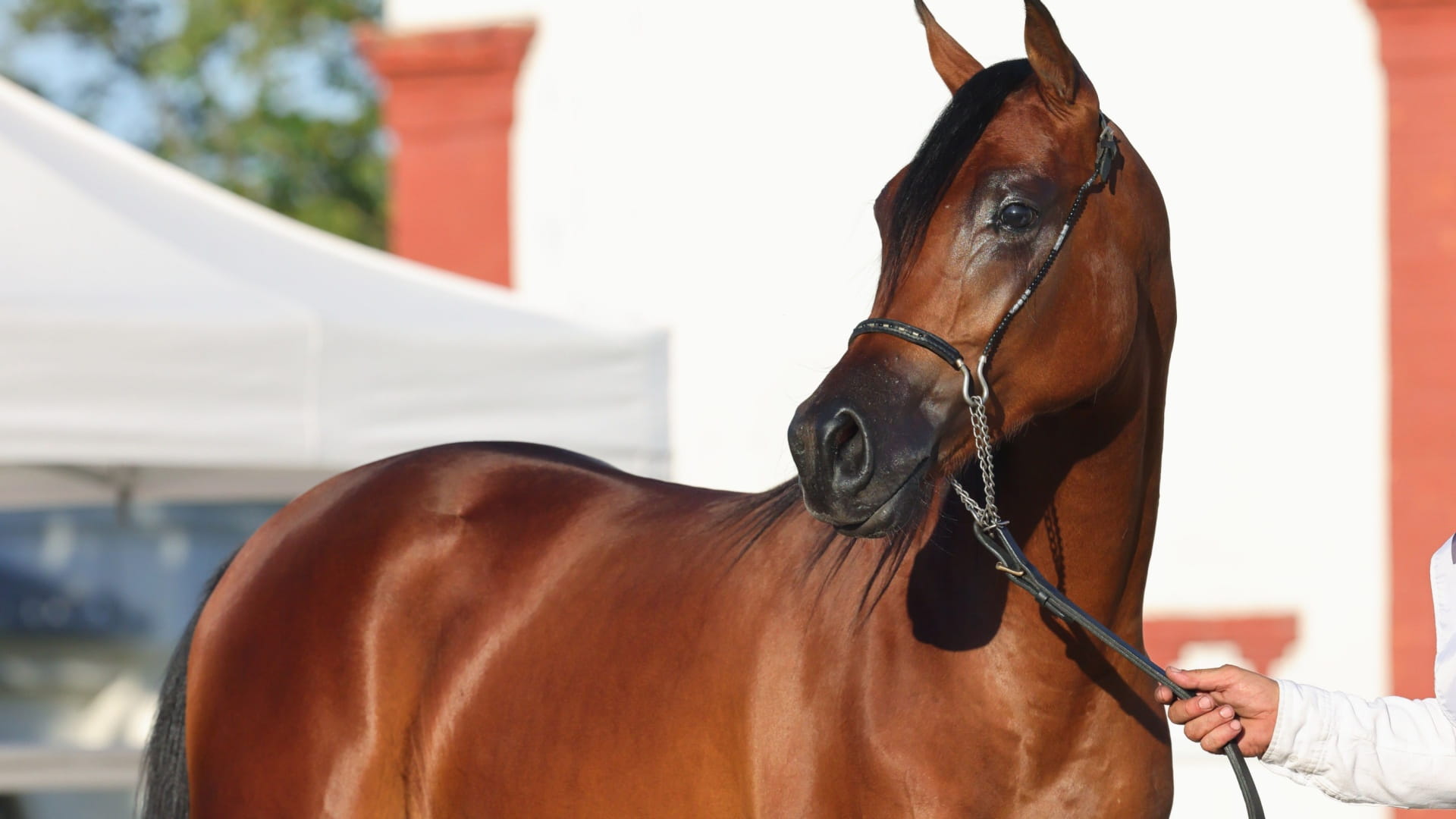 مهرجان الشارقة الدولي للجواد العربي يحتفي بالفروسية والأصالة