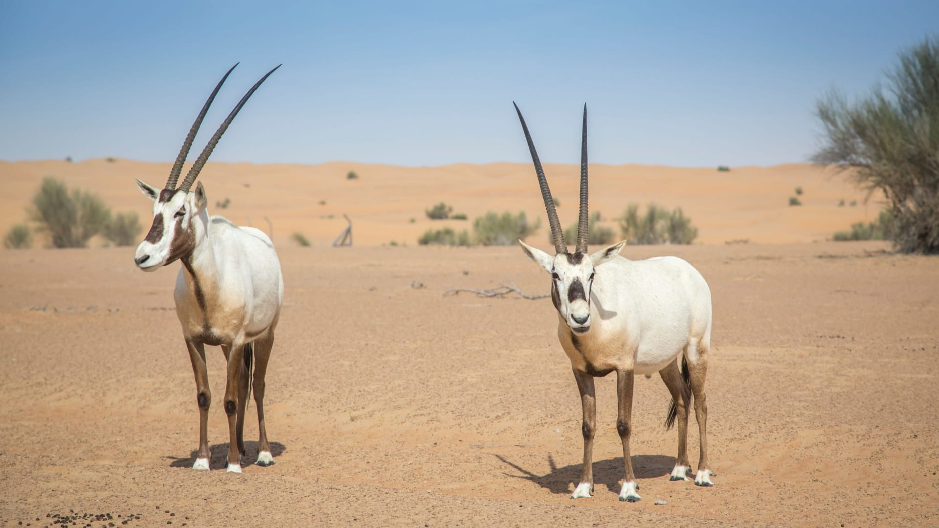 منتدى الشارقة لصون التنوع الحيوي.. التزام بحماية الكائنات الحية