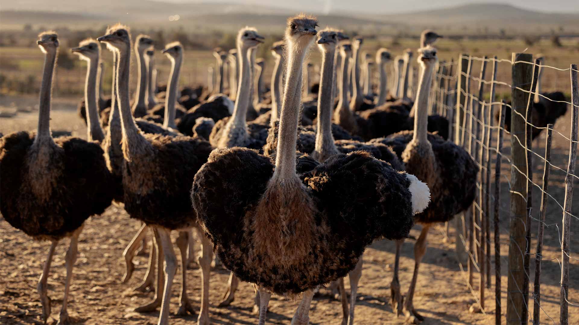 رسوم ترامب الجمركية تثير مخاوف قطاع تربية النعام بجنوب أفريقيا  