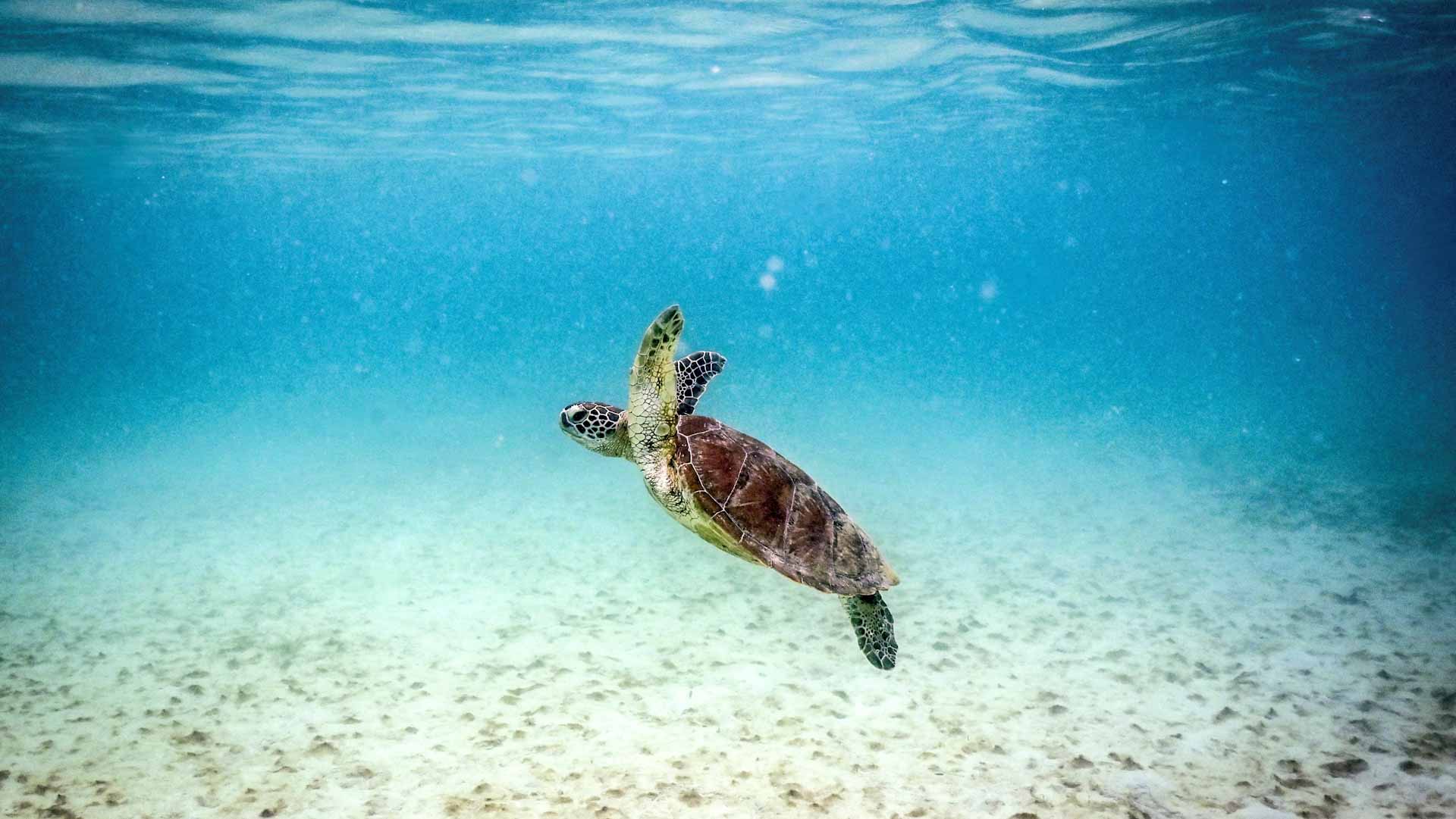 Oceans feel the heat from human climate pollution 