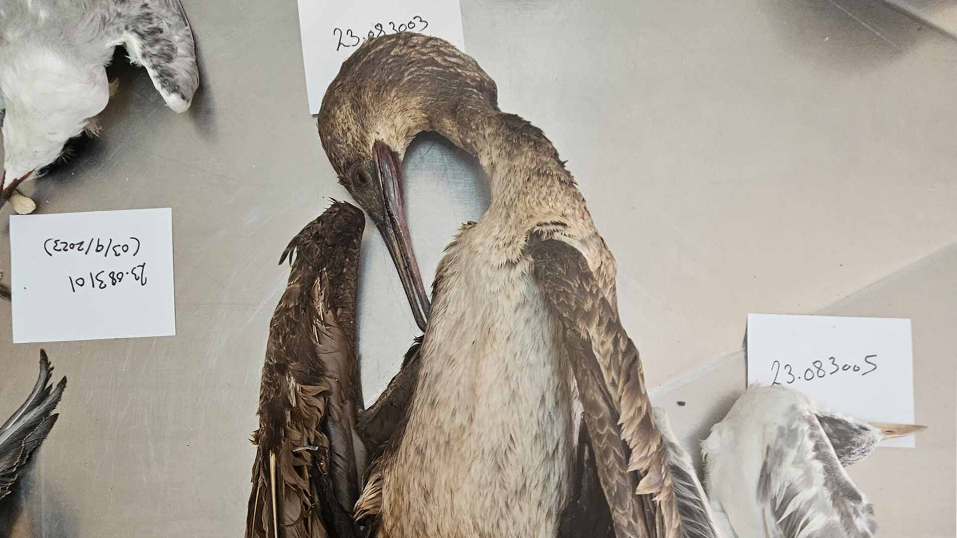 "بيئة ومحميات الشارقة" ترصد تلوث أحشاء 12.8% من الطيور البحرية 