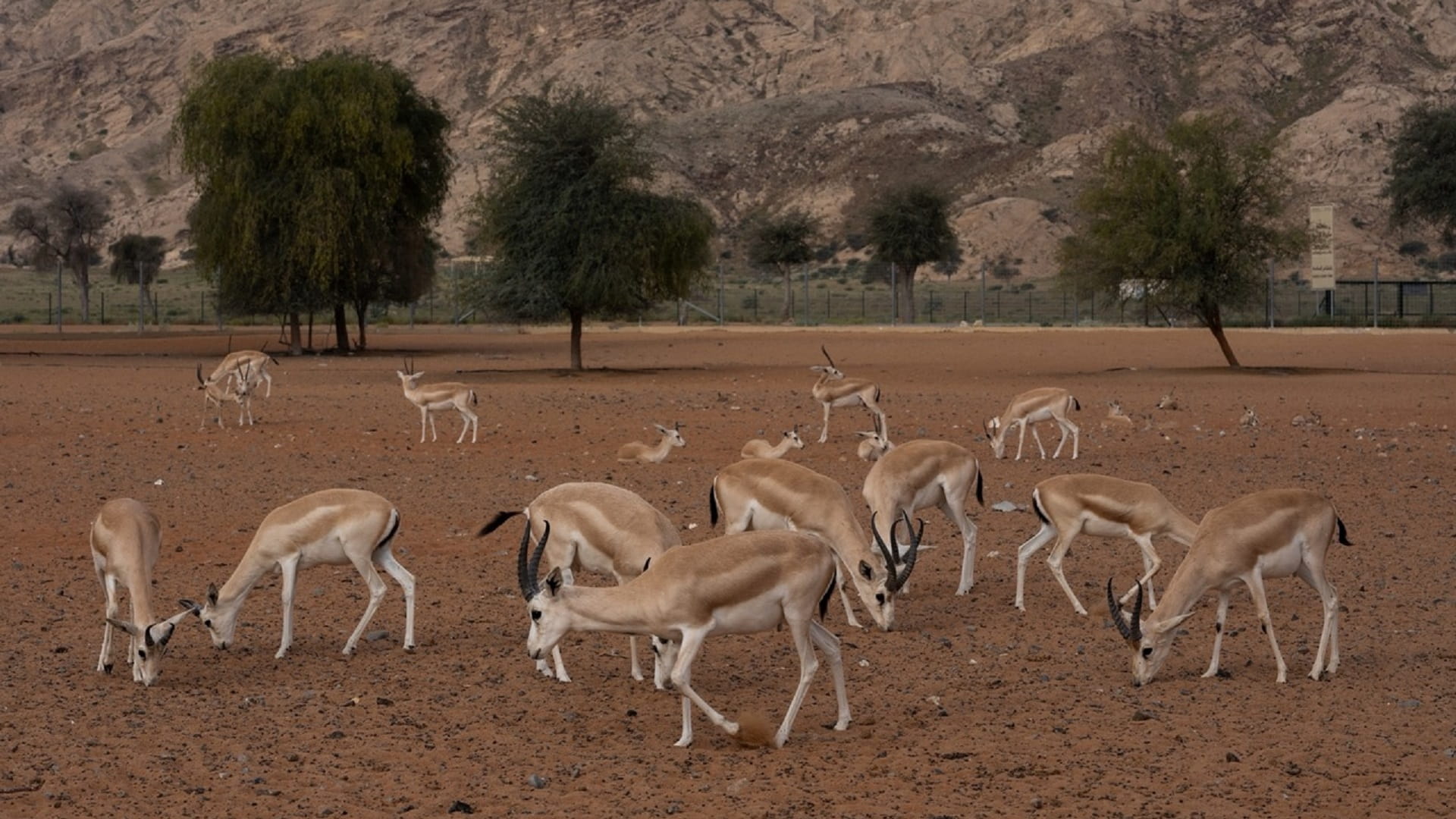 منتزه مليحة يسجل 100 نوع من الكائنات الحية في بيئته الصحراوية